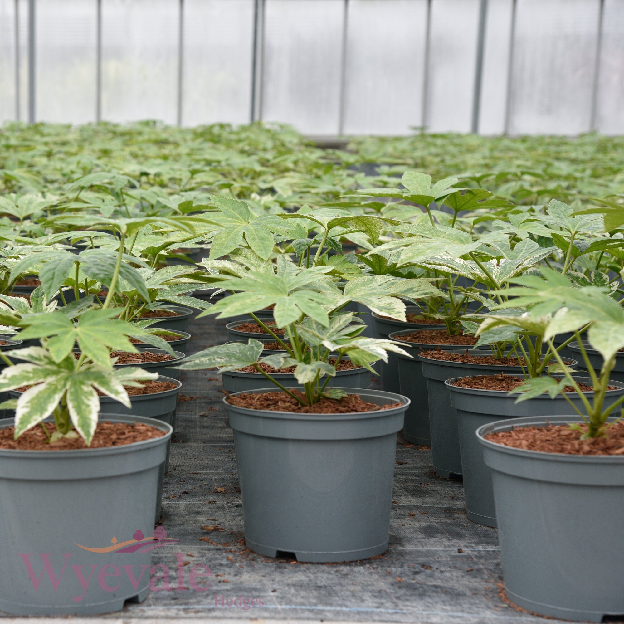 Fatsia japonica (Japanese Aralia) 'Spider's Web'