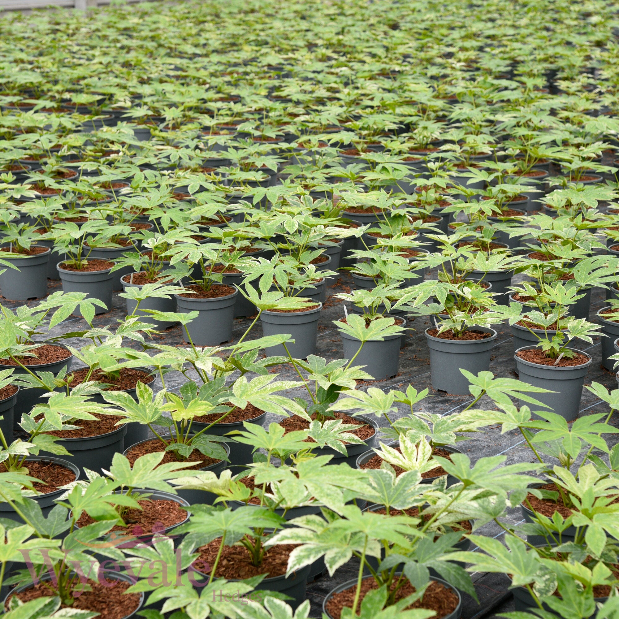 Fatsia japonica (Japanese Aralia) 'Spider's Web'