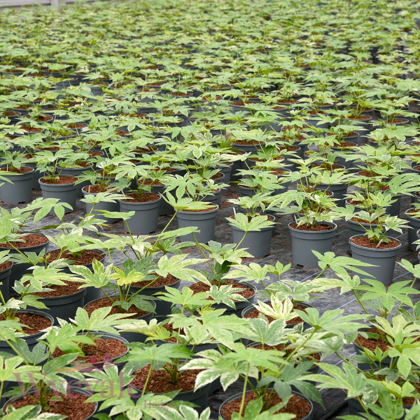 Fatsia japonica (Japanese Aralia) 'Spider's Web'