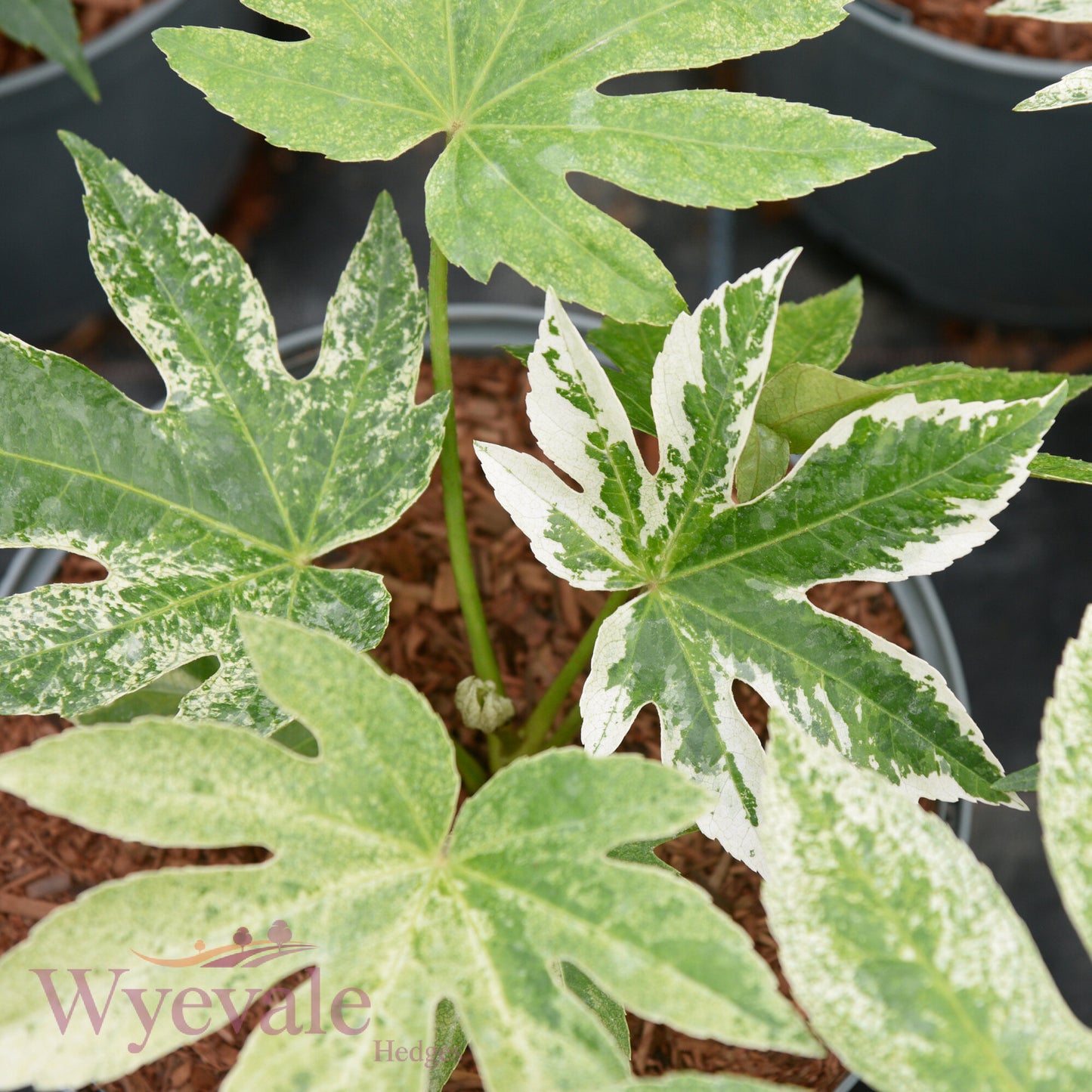 Fatsia japonica (Japanese Aralia) 'Spider's Web'