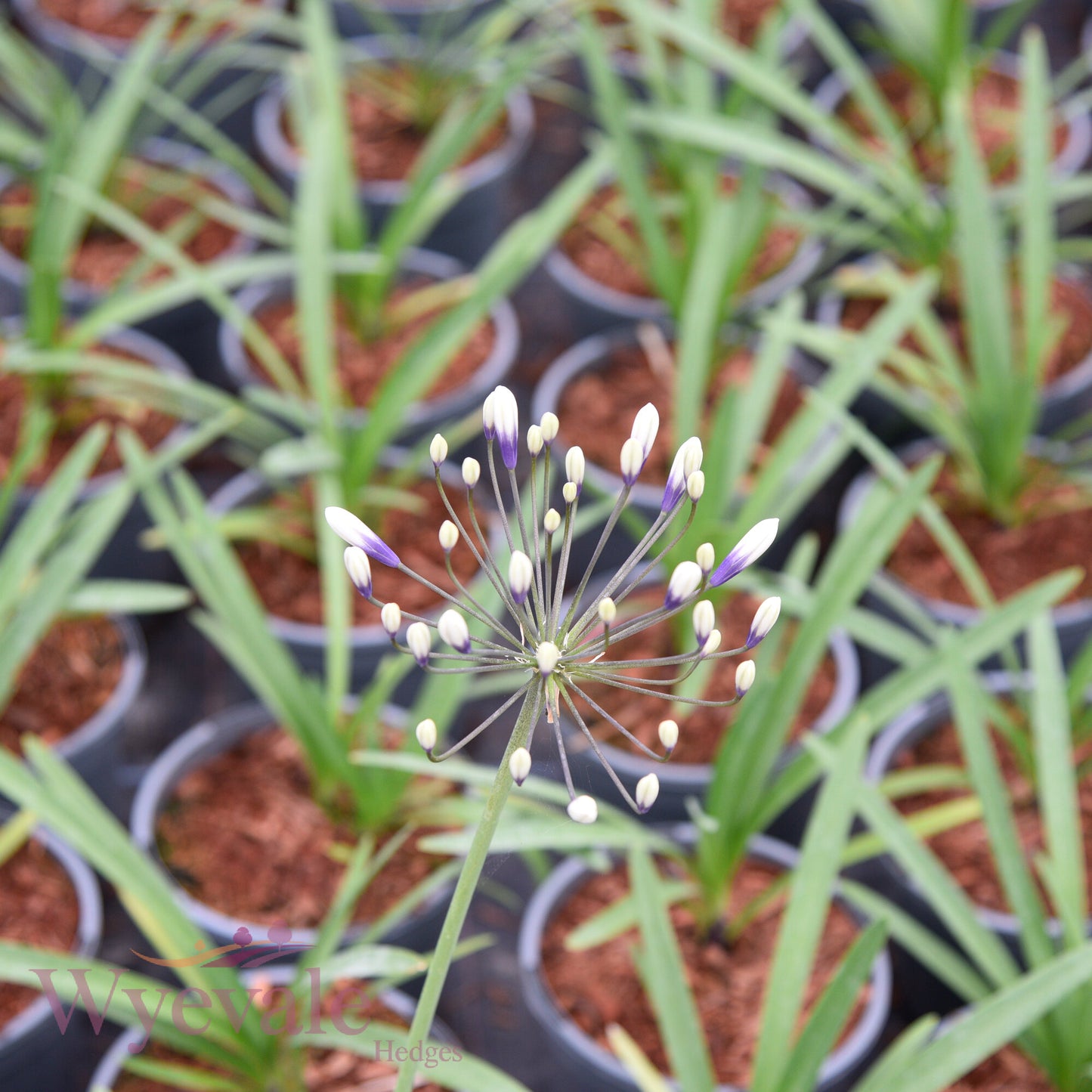 Agapanthus (African Lily) 'Fireworks'