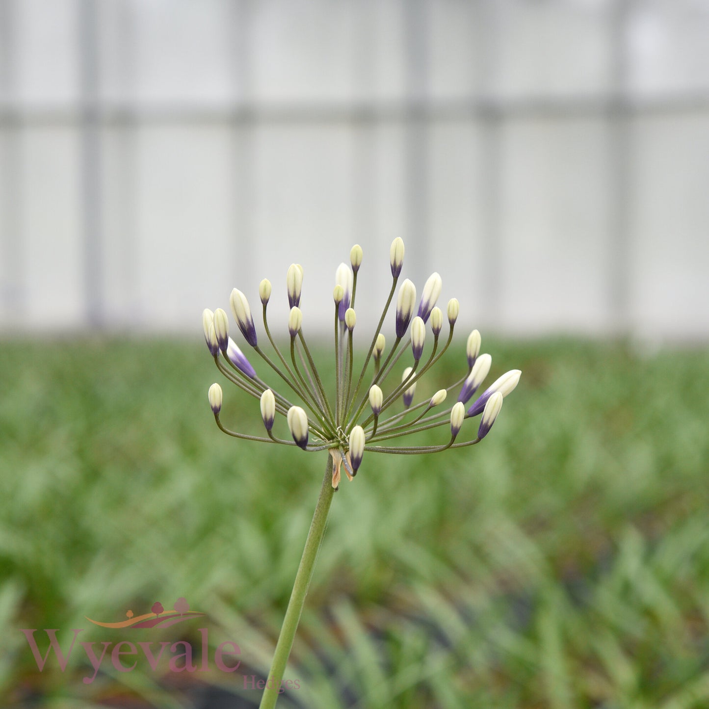 Agapanthus (African Lily) 'Fireworks'