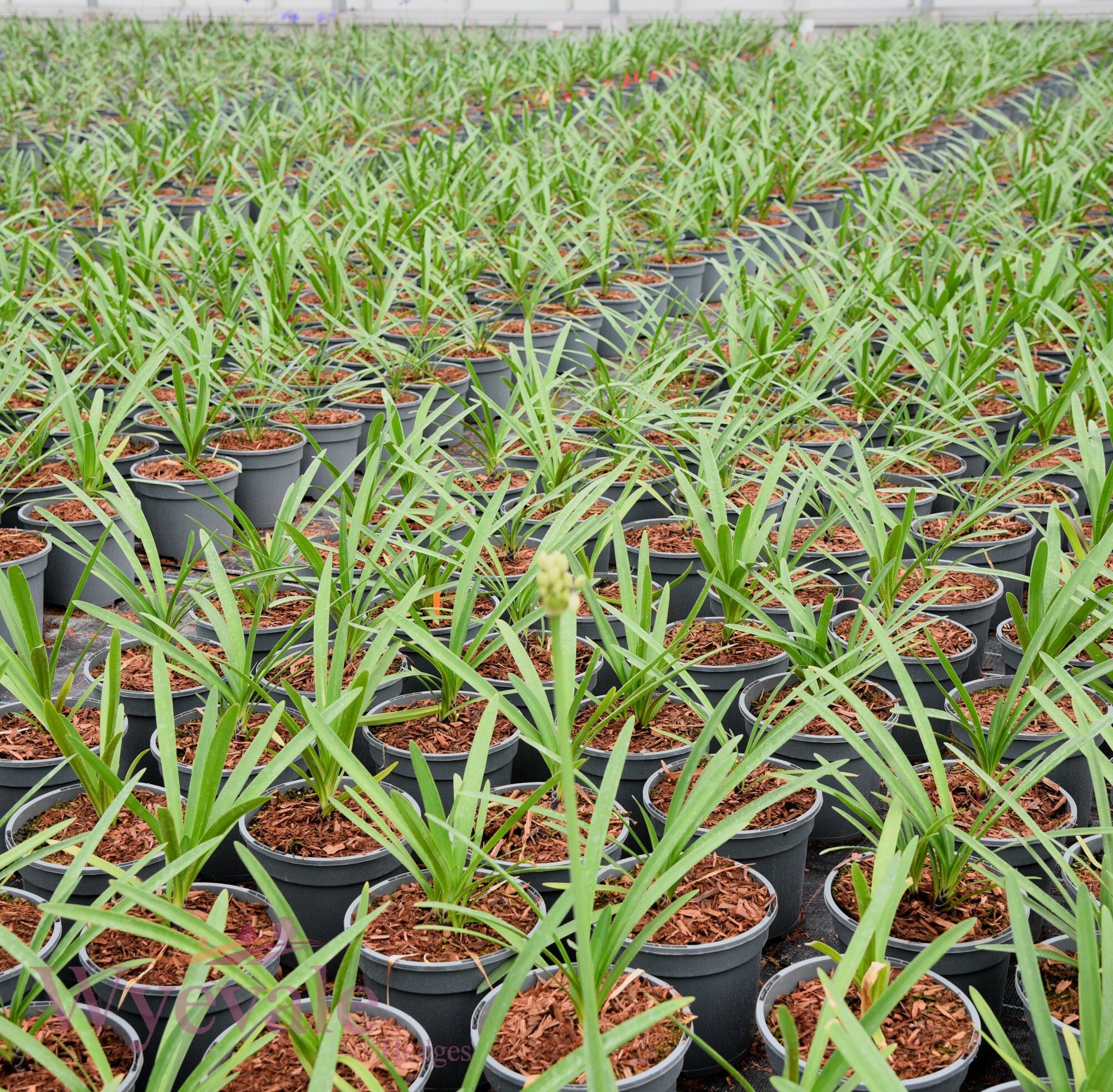 Agapanthus (African Lily) 'Fireworks'