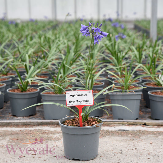 Agapanthus (African Lily) 'Ever Sapphire'
