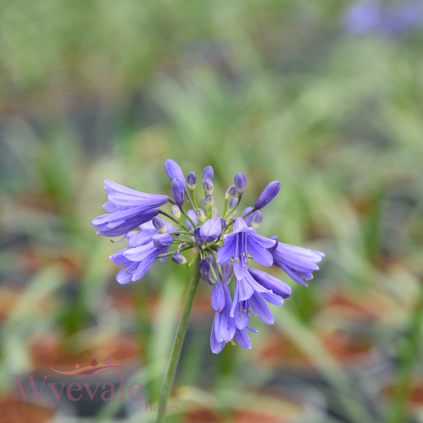 Agapanthus (African Lily) 'Ever Sapphire'