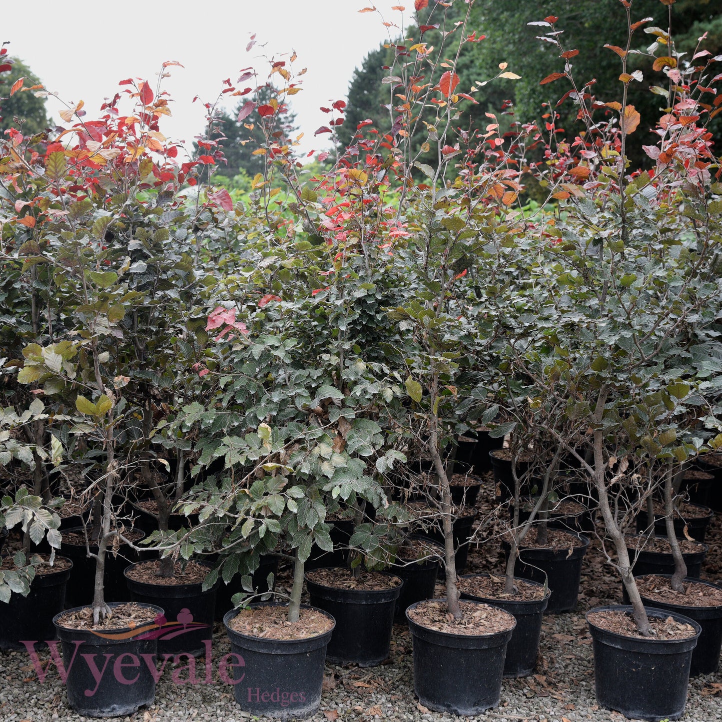 Fagus sylvatica (Beech) 'Atropurpurea'