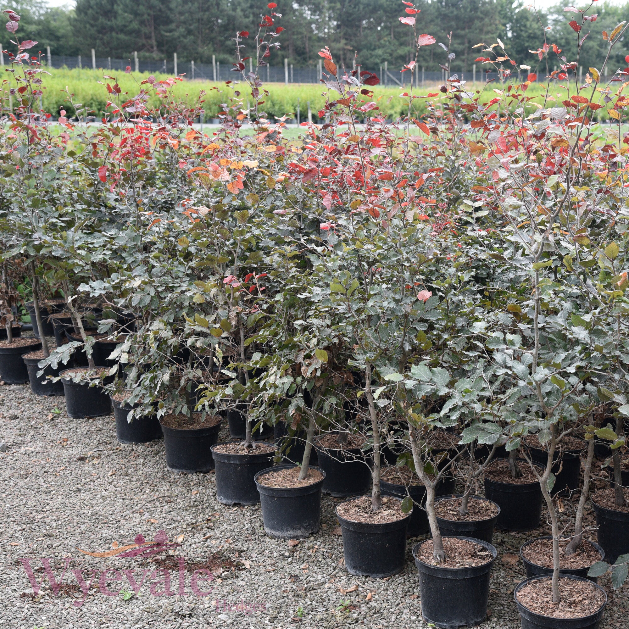 Fagus sylvatica (Beech) 'Atropurpurea'