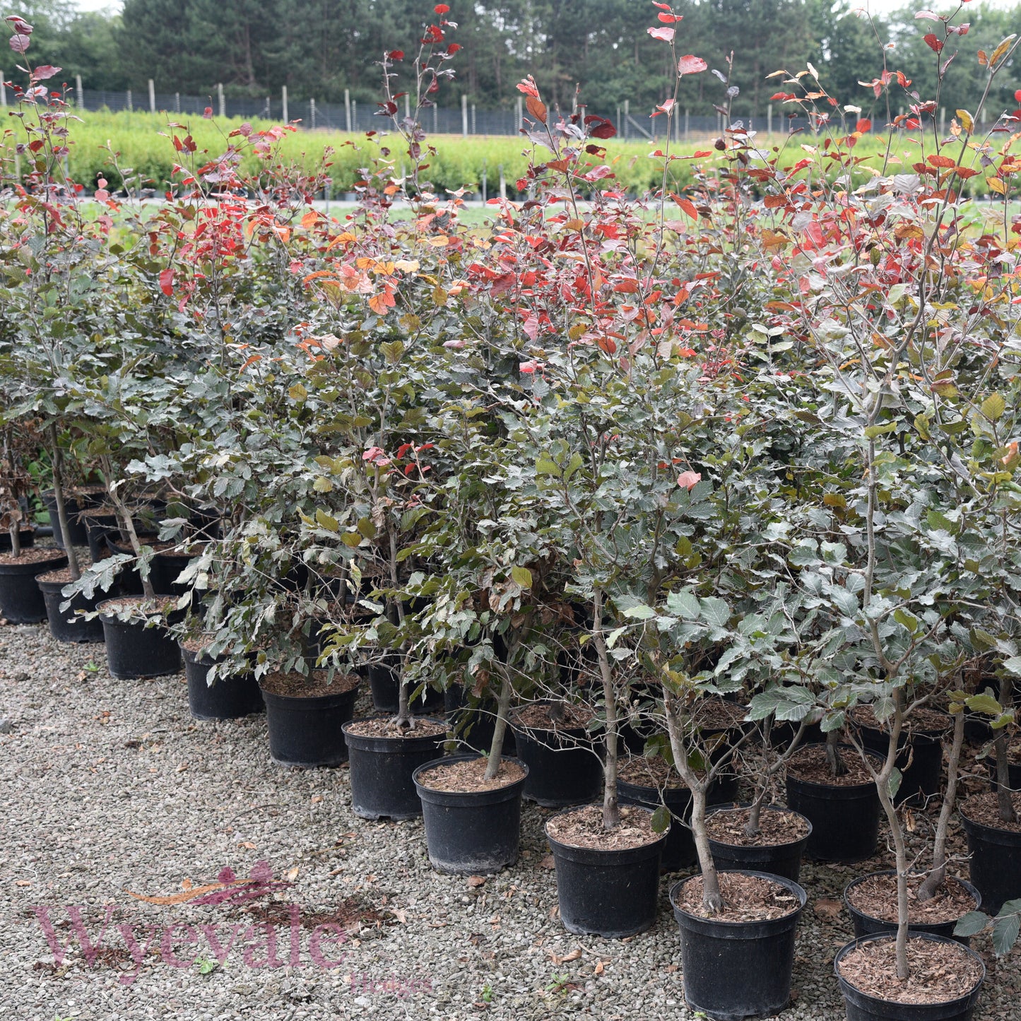 Fagus sylvatica (Beech) 'Atropurpurea'