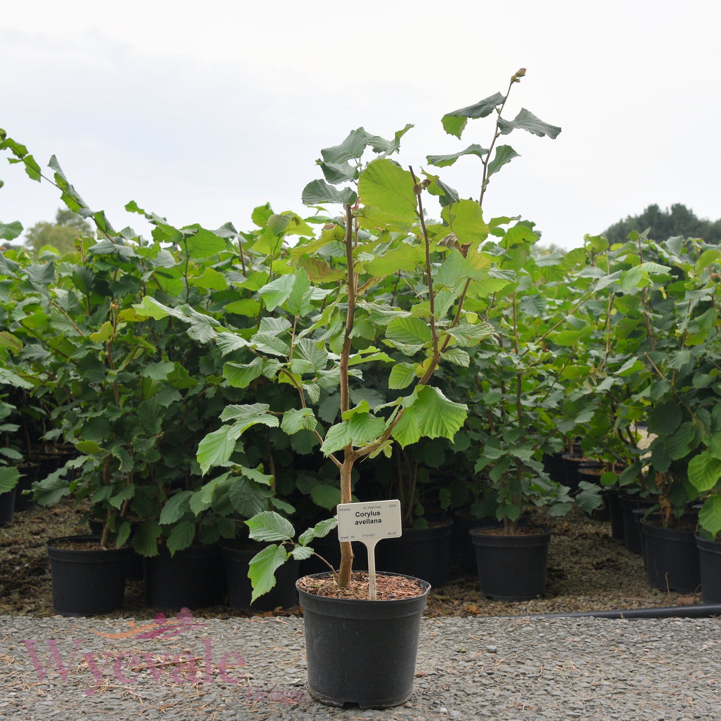 Corylus avellana (Hazel)