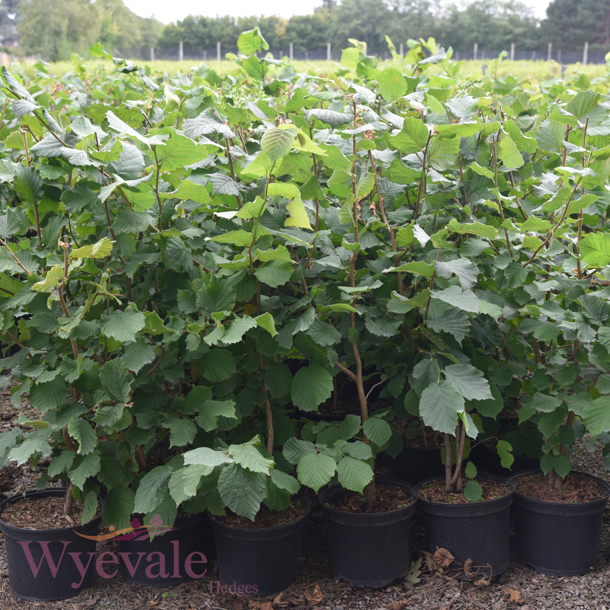 Corylus avellana (Hazel)