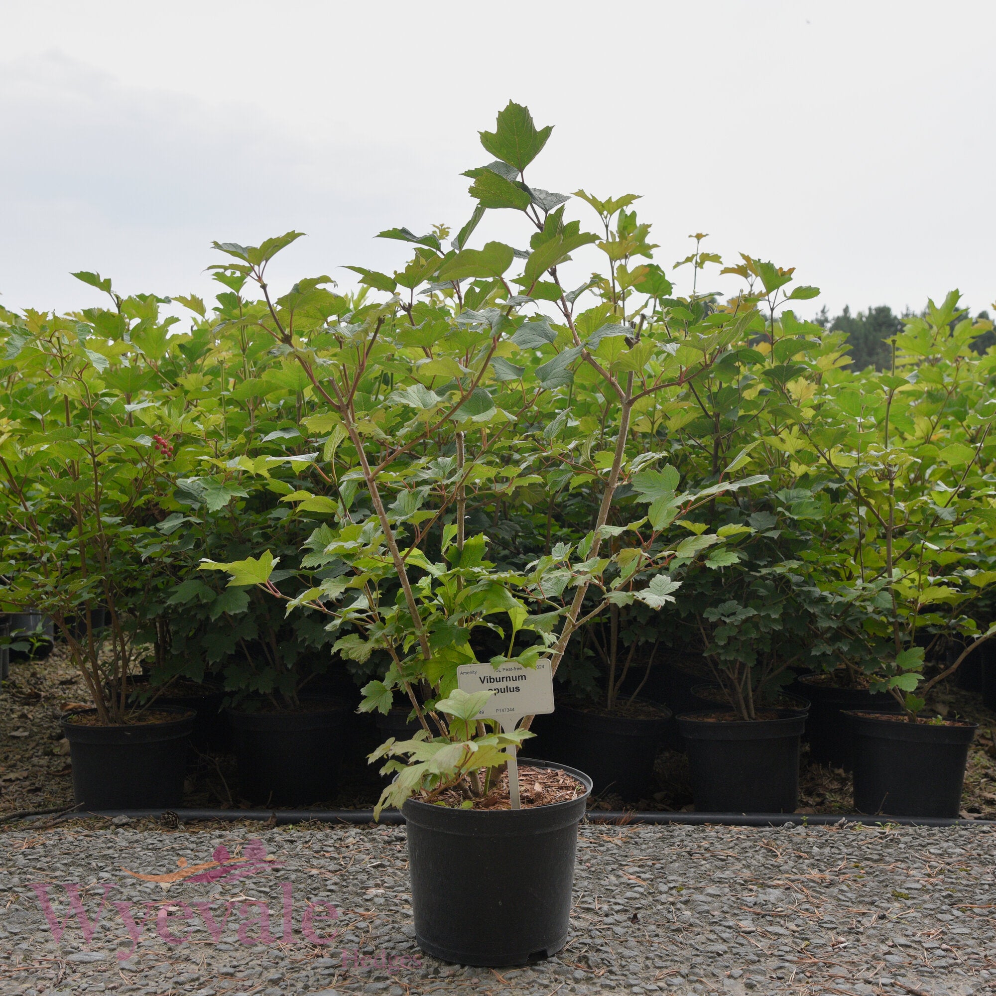 Viburnum opulus (Guelder rose)