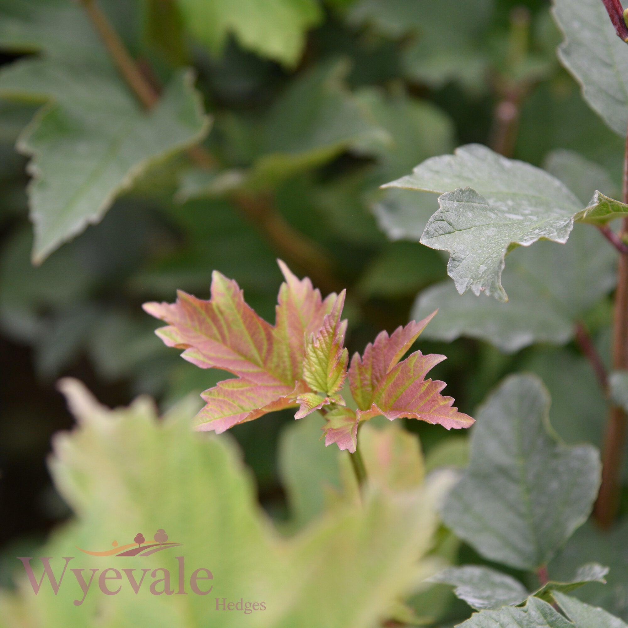 Viburnum opulus (Guelder rose)