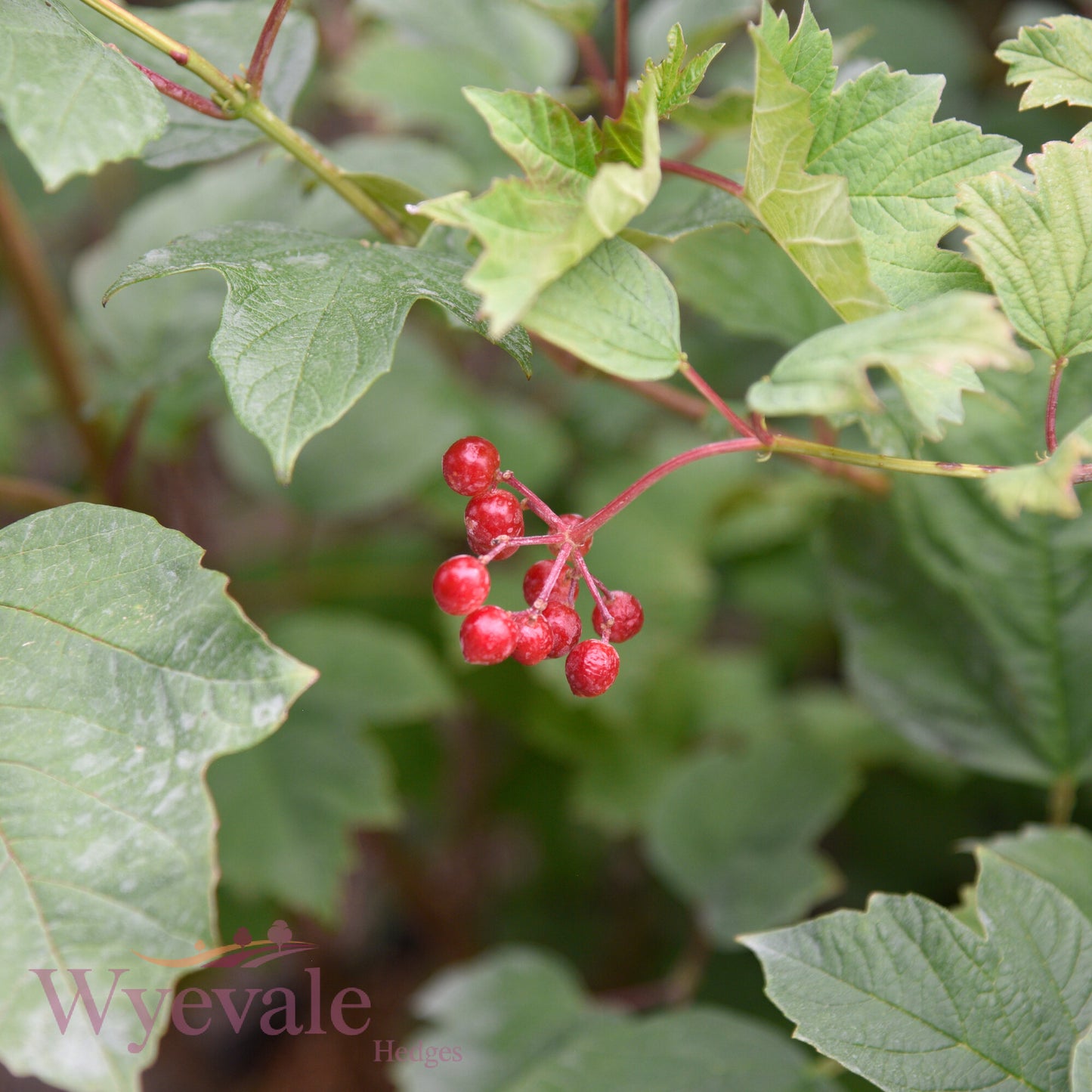 Viburnum opulus (Guelder rose)