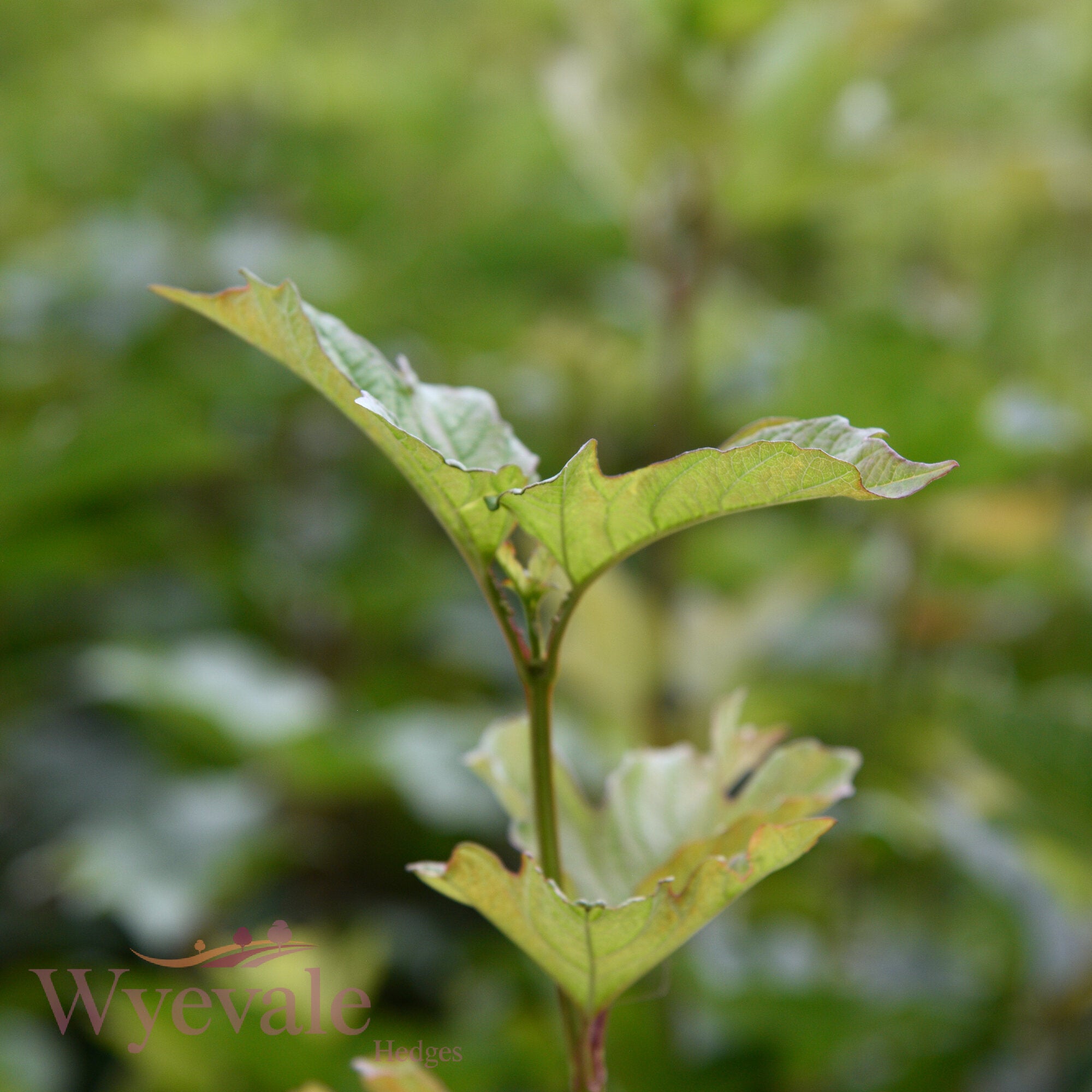 Viburnum opulus (Guelder rose)
