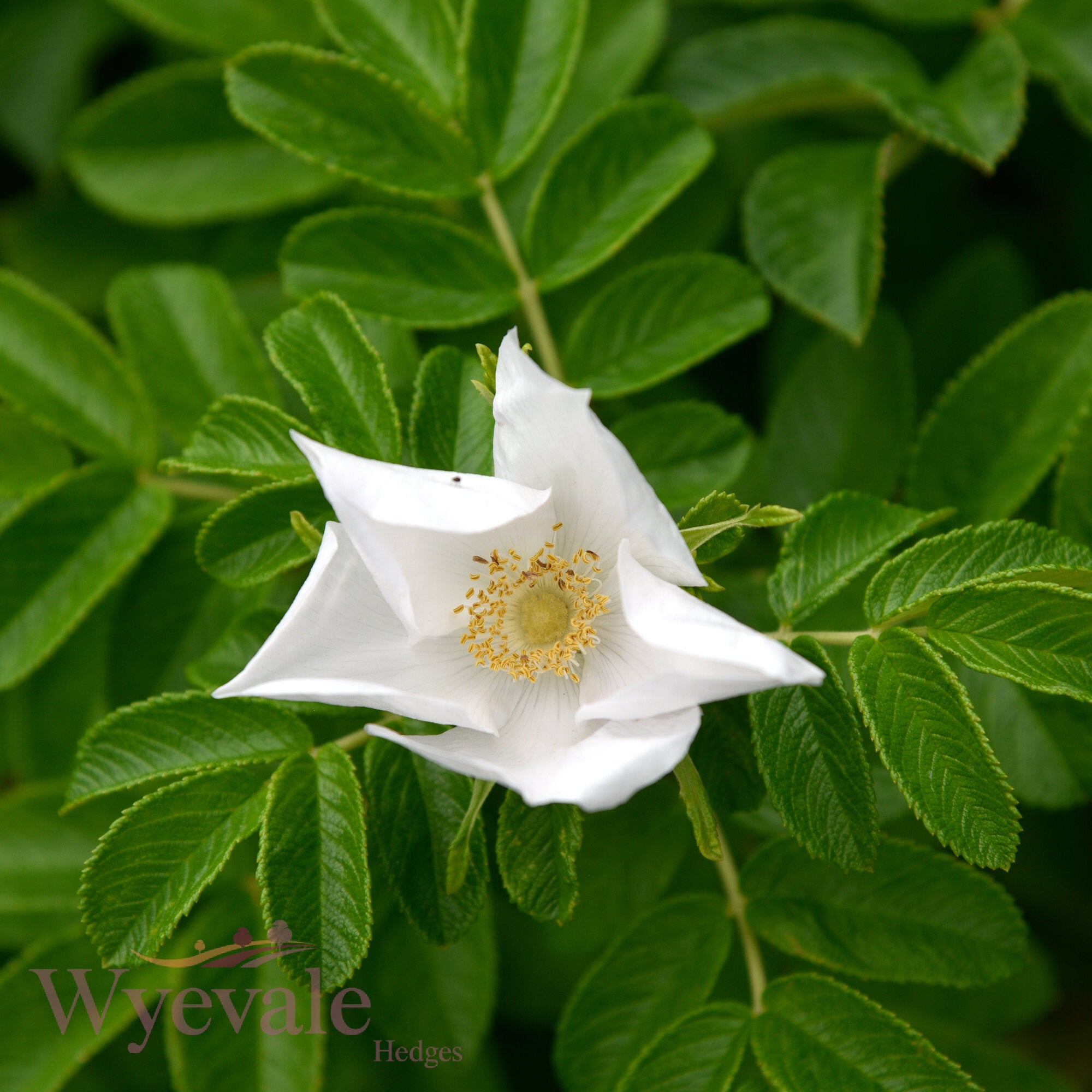 Rosa rugosa (Japanese rose) 'Alba'