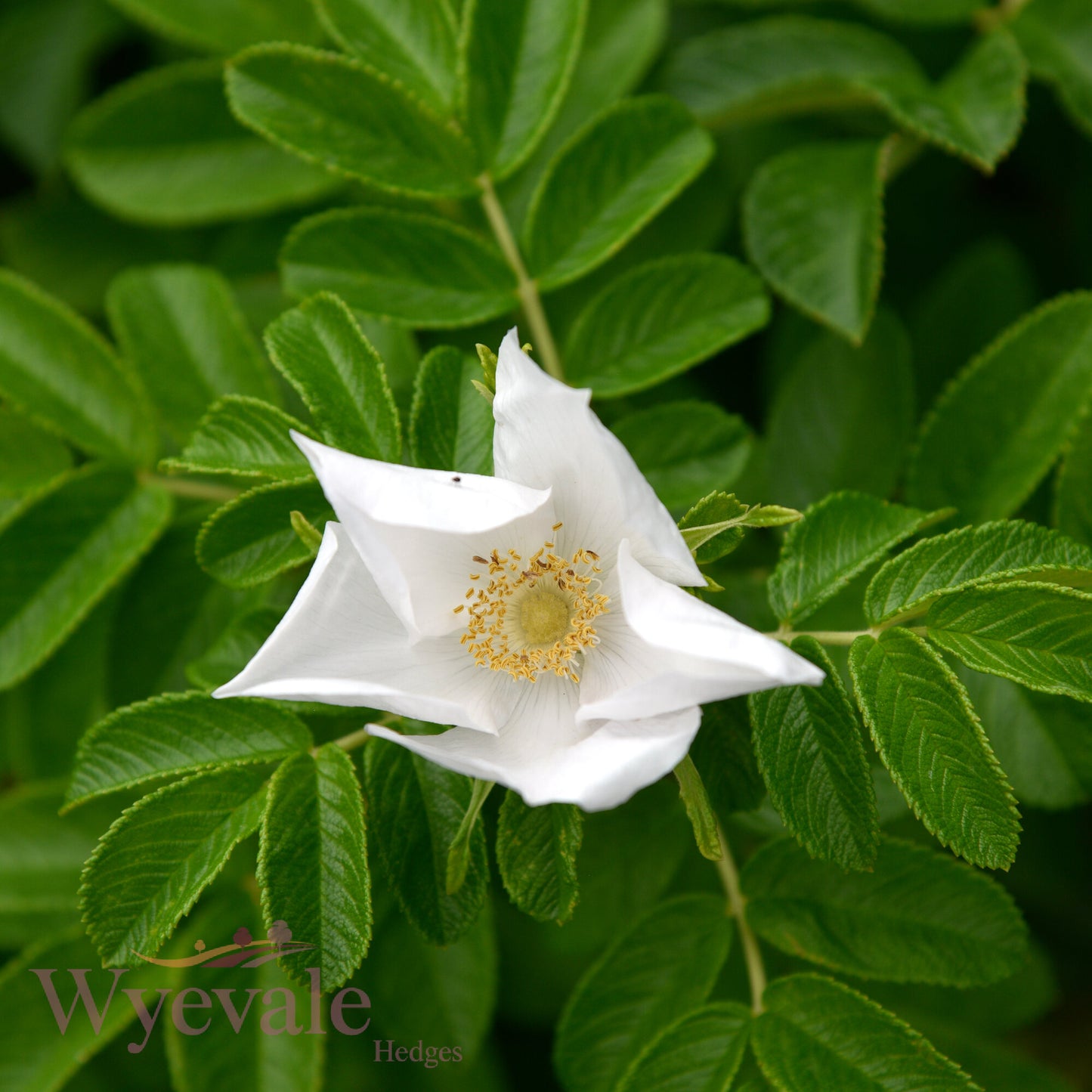 Rosa rugosa (Japanese rose) 'Alba'