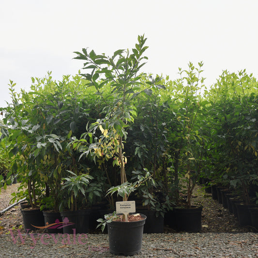 Euonymus europaeus (Spindle)