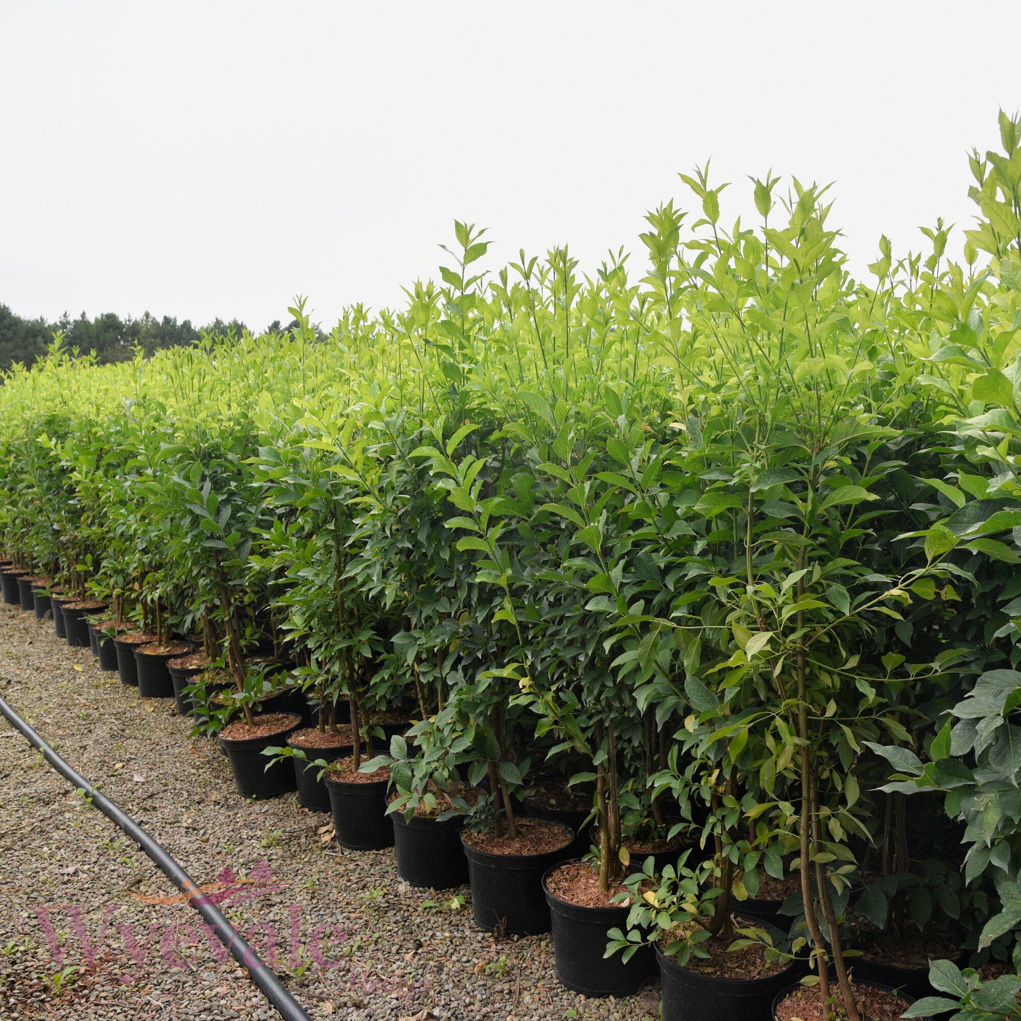 Euonymus europaeus (Spindle)