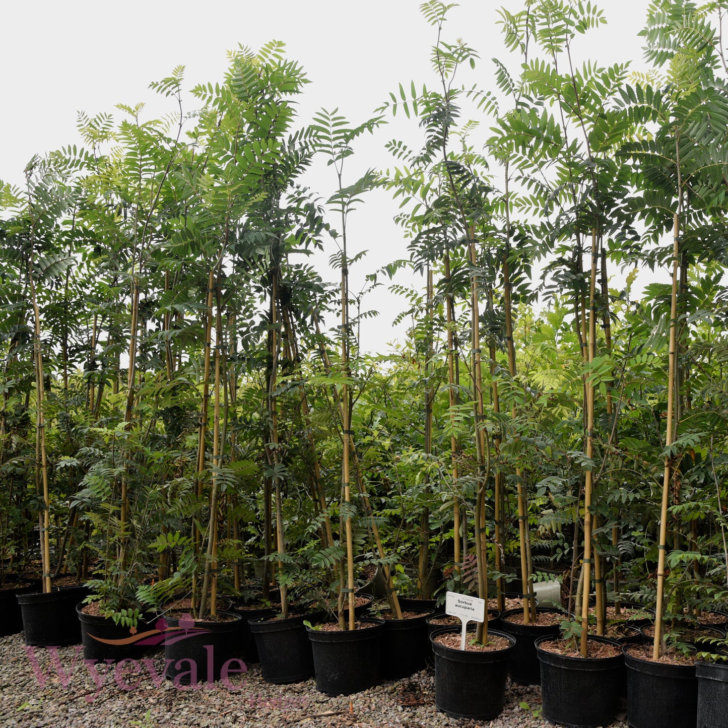 Sorbus aucuparia (Rowan)