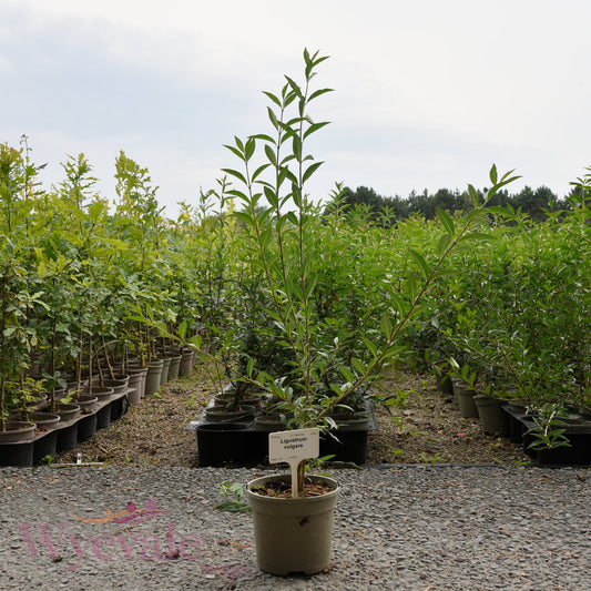 Ligustrum vulgare (Wild privet)
