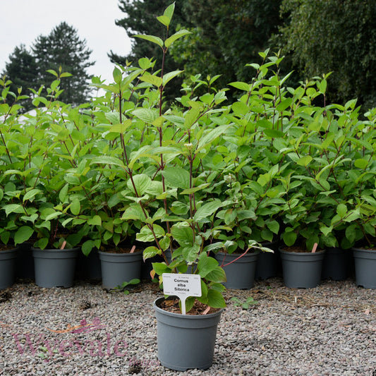 Cornus alba (Siberian Dogwood) 'Sibirica'