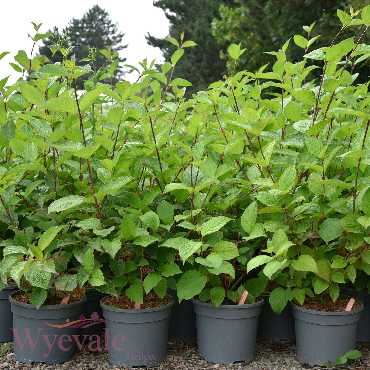 Cornus alba (Siberian Dogwood) 'Sibirica'
