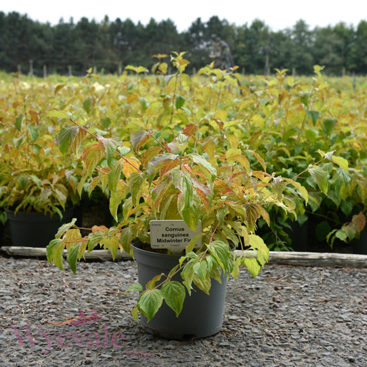 Cornus sanguinea (Dogwood) 'Midwinter Fire'