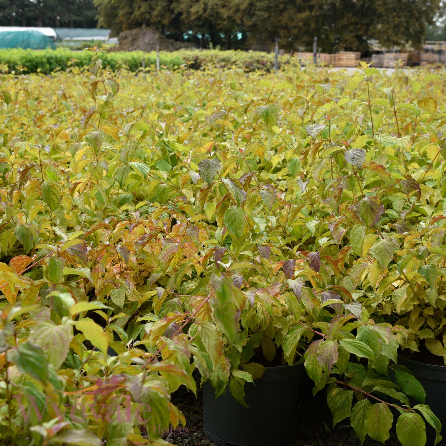 Cornus sanguinea (Dogwood) 'Midwinter Fire'