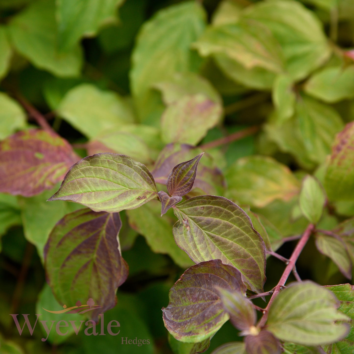 Cornus sanguinea (Dogwood) 'Midwinter Fire'
