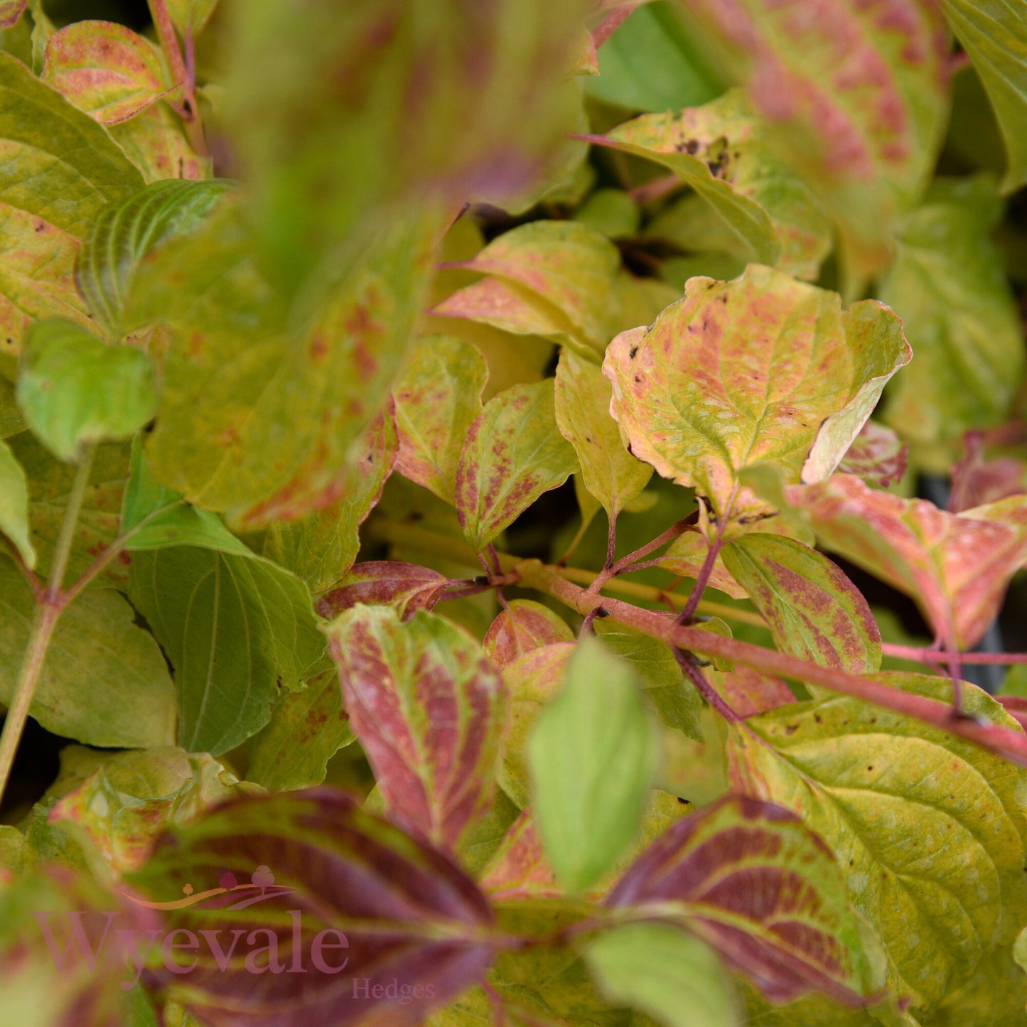 Cornus sanguinea (Dogwood) 'Midwinter Fire'