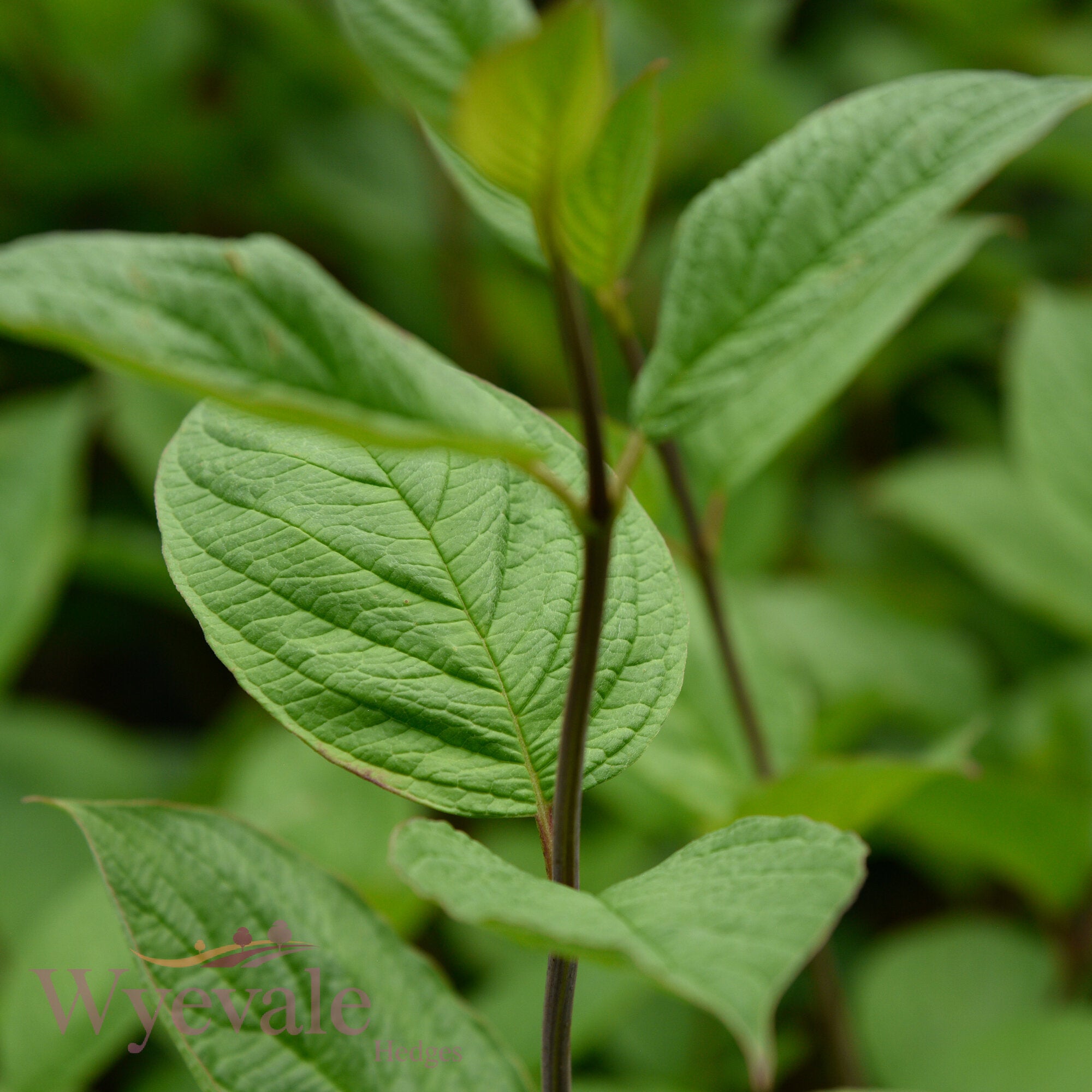Cornus alba (Siberian Dogwood) 'Sibirica'