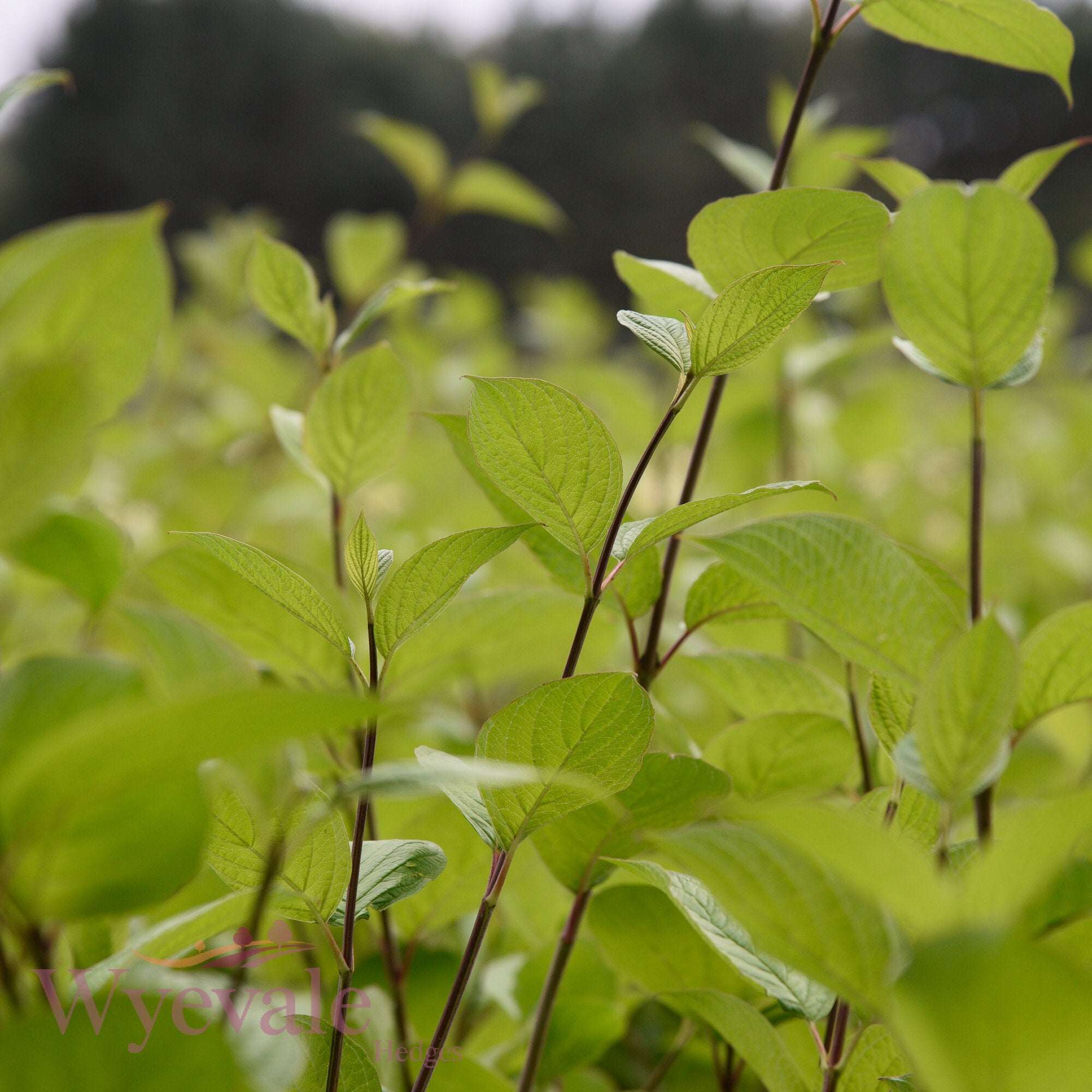 Cornus alba (Siberian Dogwood) 'Sibirica'