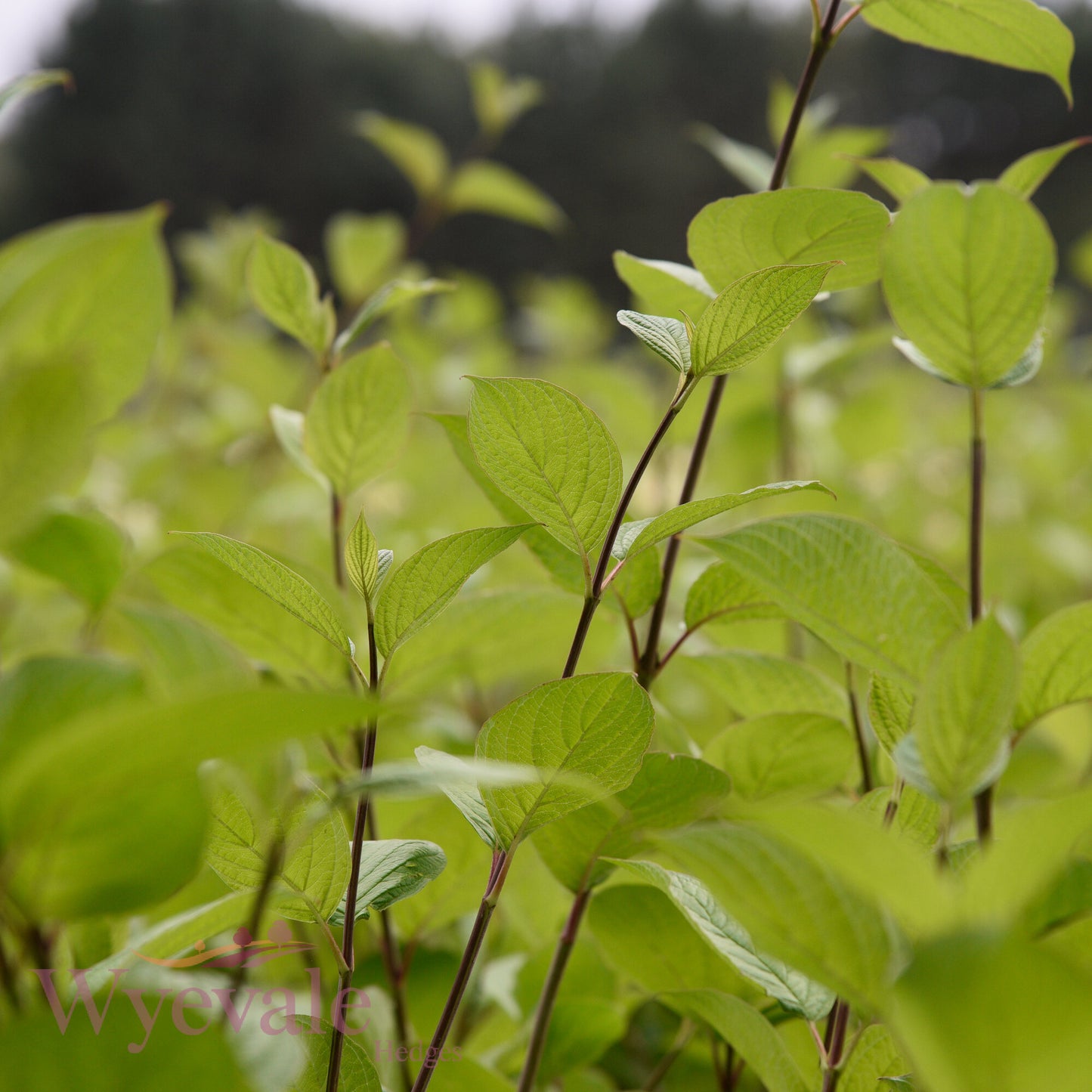 Cornus alba (Siberian Dogwood) 'Sibirica'