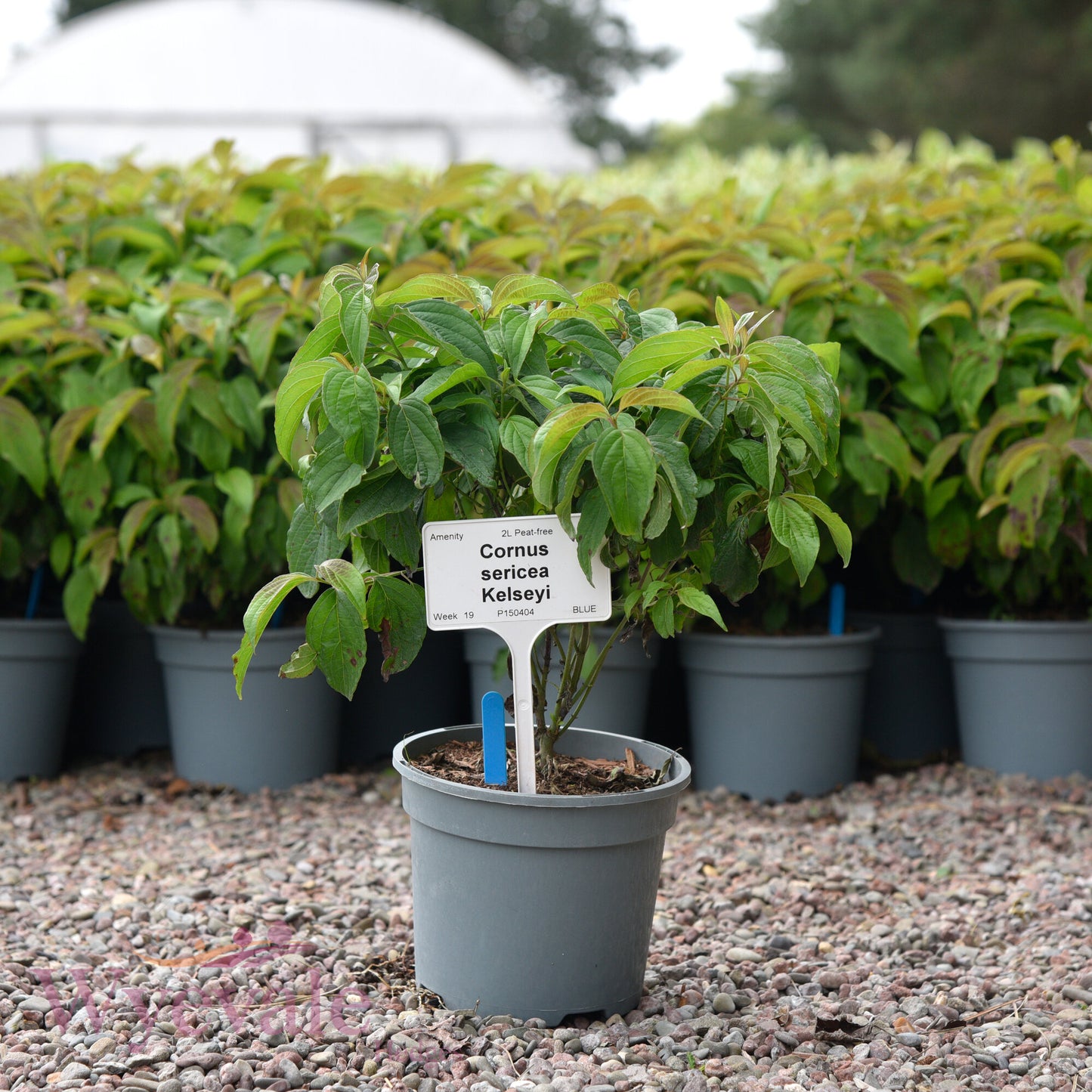Cornus sericea (Dwarf Red Osier Dogwood) 'Kelseyi'