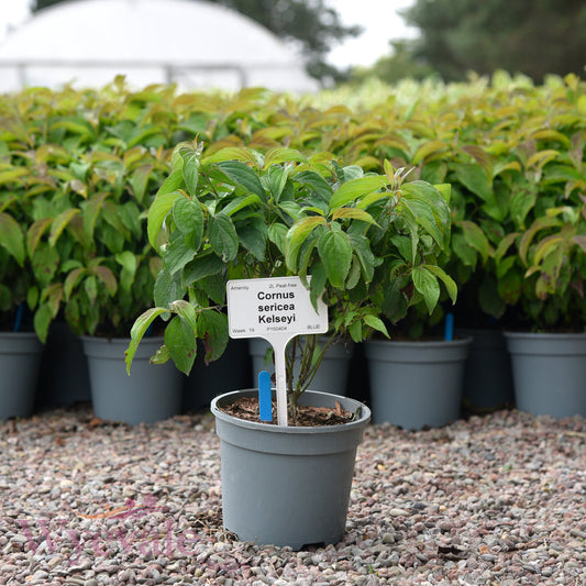 Cornus sericea (Dwarf Red Osier Dogwood) 'Kelseyi'