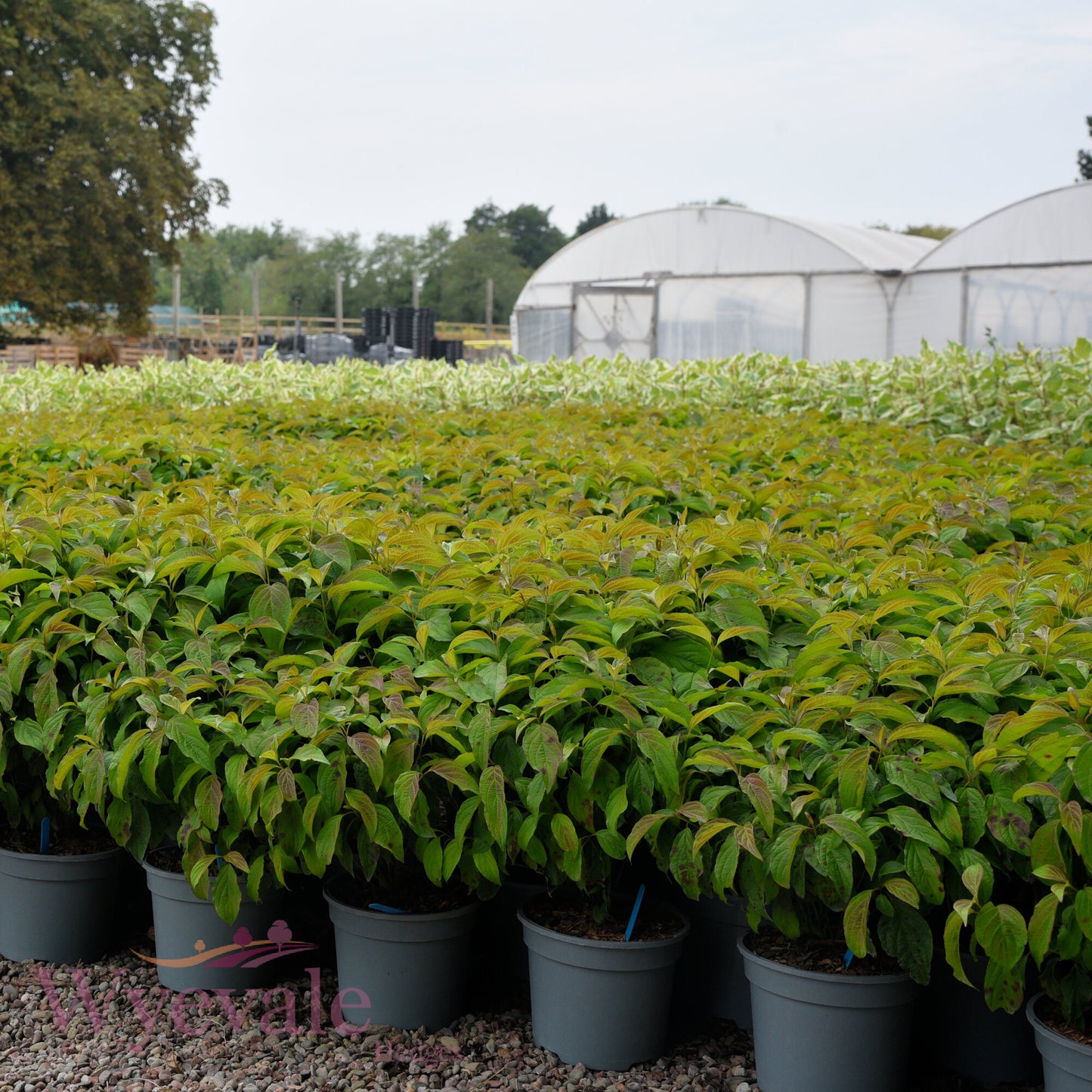 Cornus sericea (Dwarf Red Osier Dogwood) 'Kelseyi'