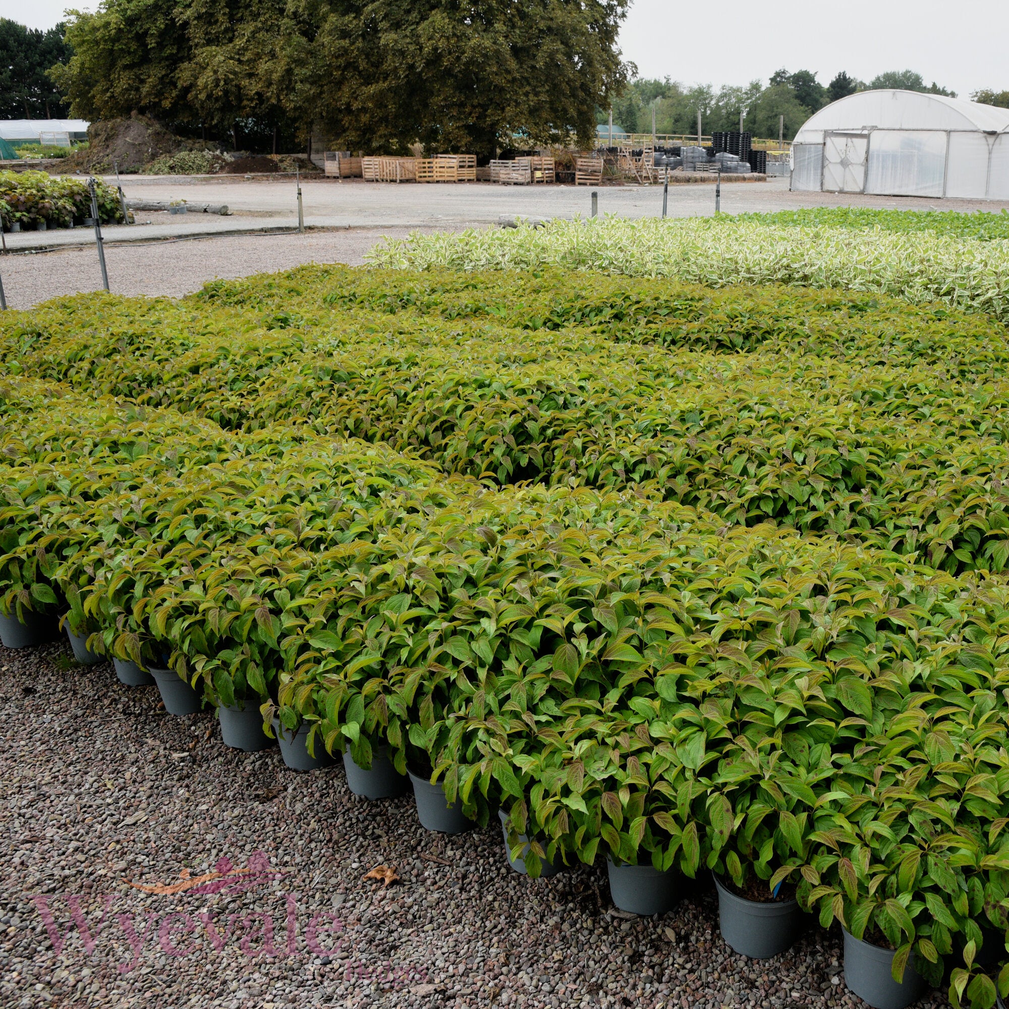 Cornus sericea (Dwarf Red Osier Dogwood) 'Kelseyi'