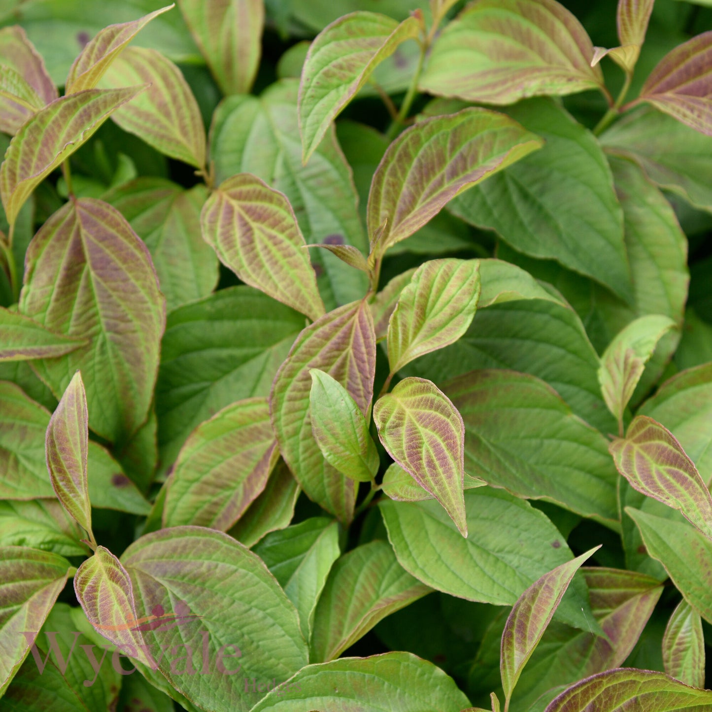 Cornus sericea (Dwarf Red Osier Dogwood) 'Kelseyi'