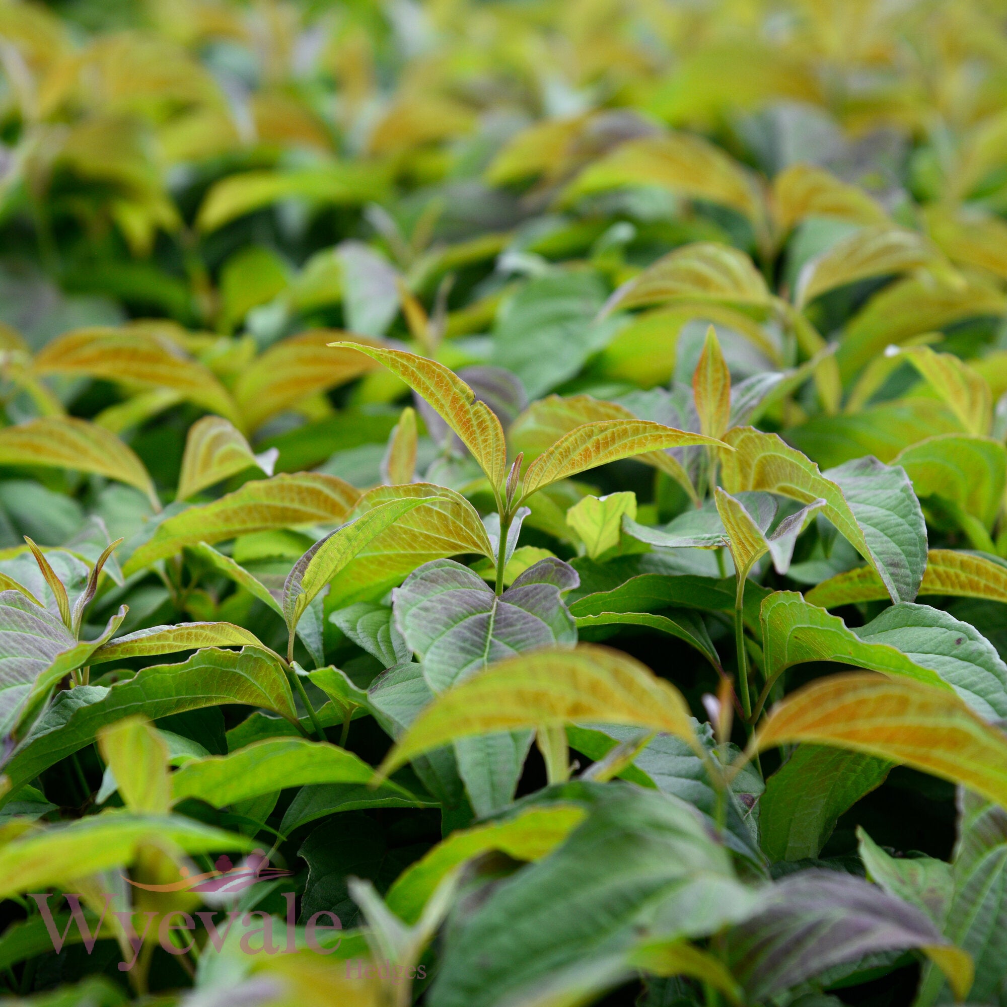 Cornus sericea (Dwarf Red Osier Dogwood) 'Kelseyi'