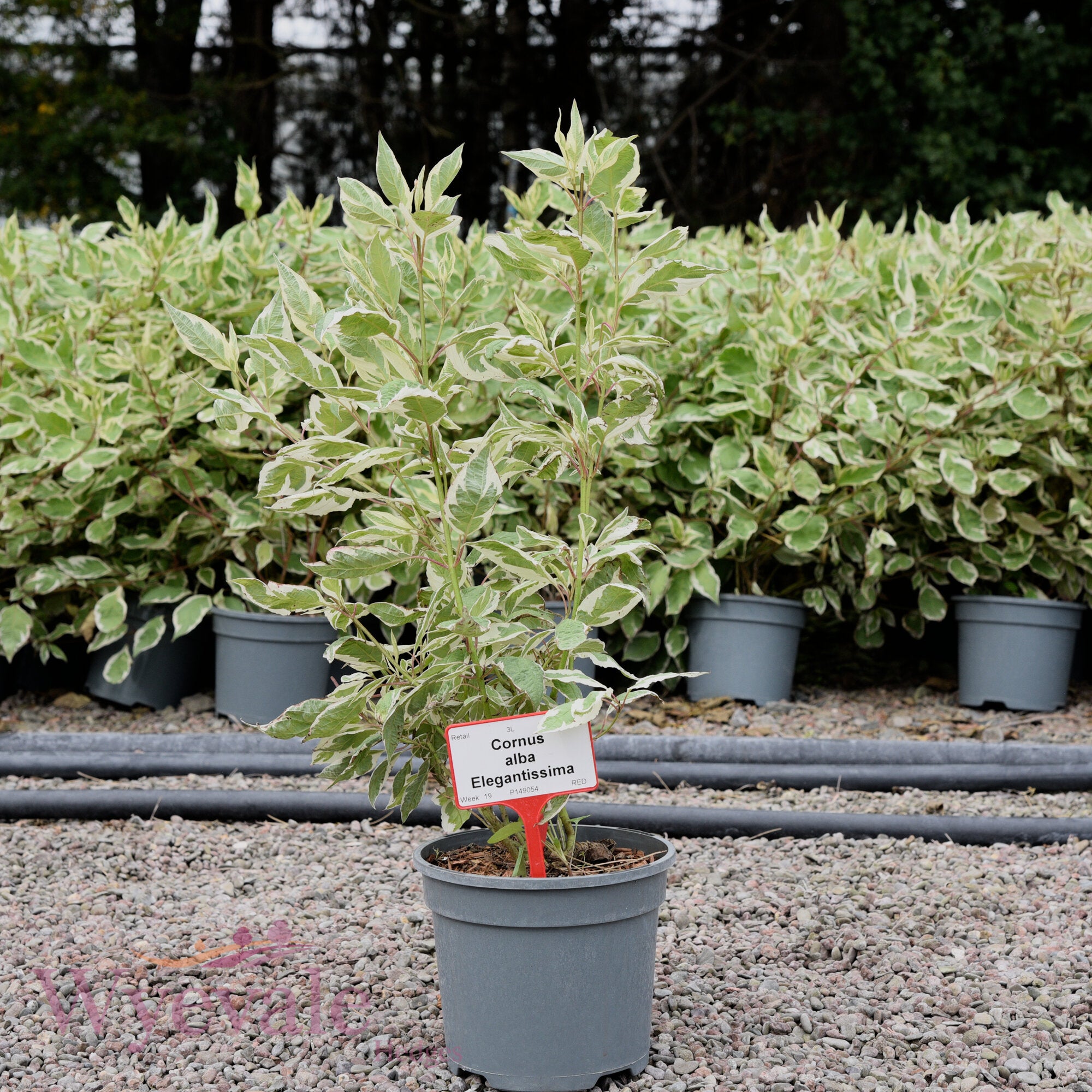 Cornus alba (Variegated Red-Barked Dogwood) 'Elegantissima'