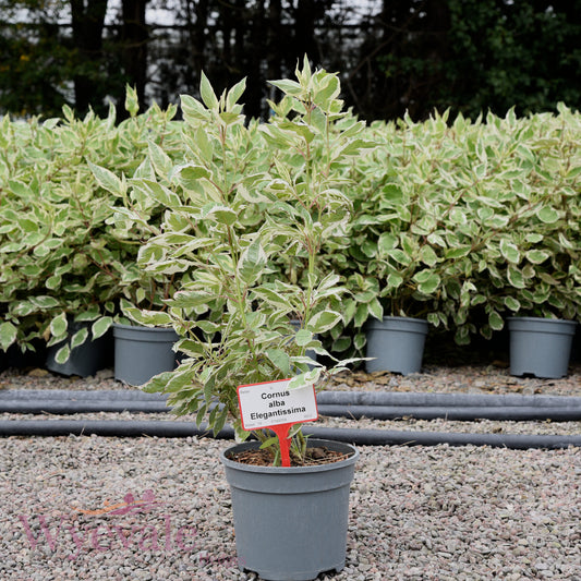 Cornus alba (Variegated Red-Barked Dogwood) 'Elegantissima'