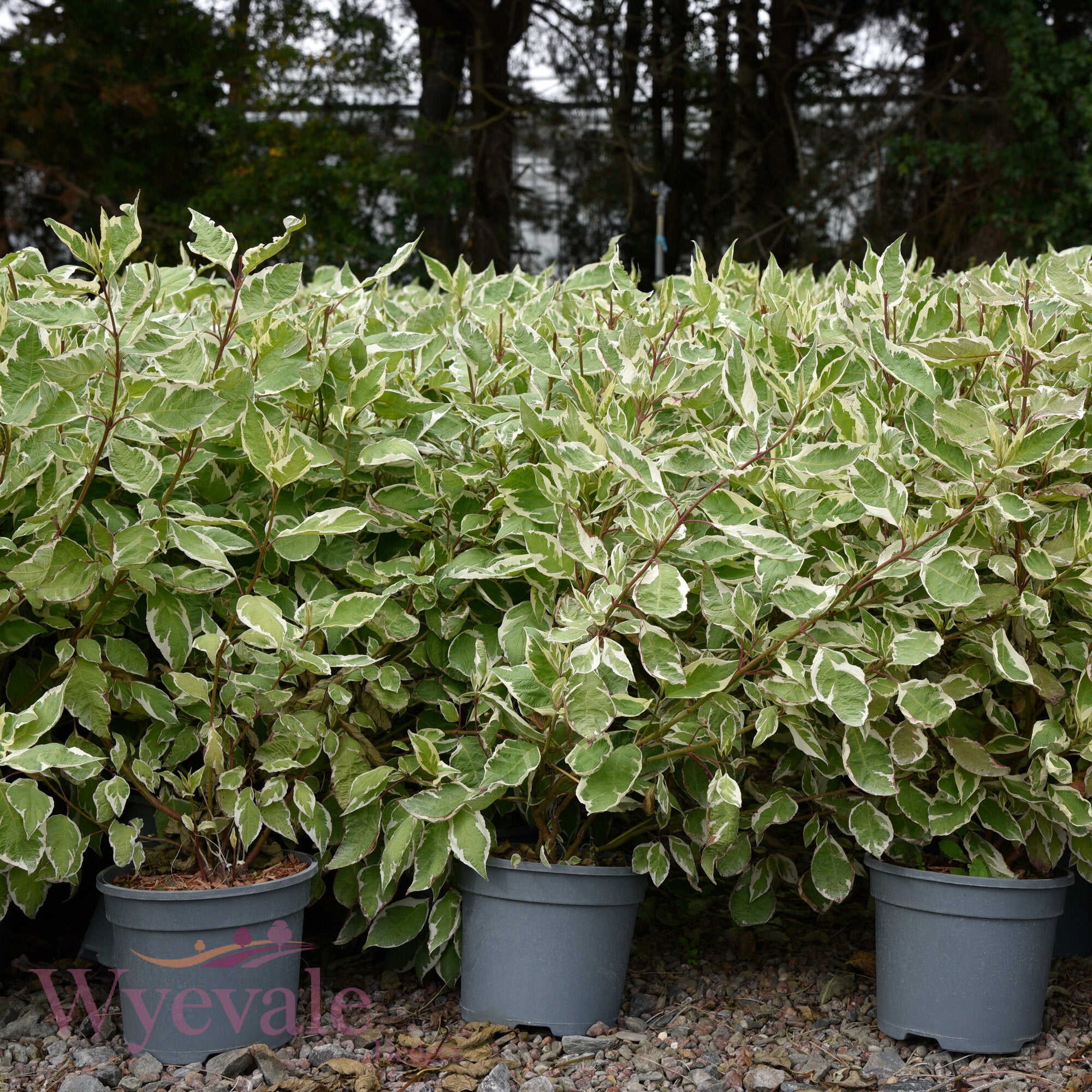 Cornus alba (Variegated Red-Barked Dogwood) 'Elegantissima'