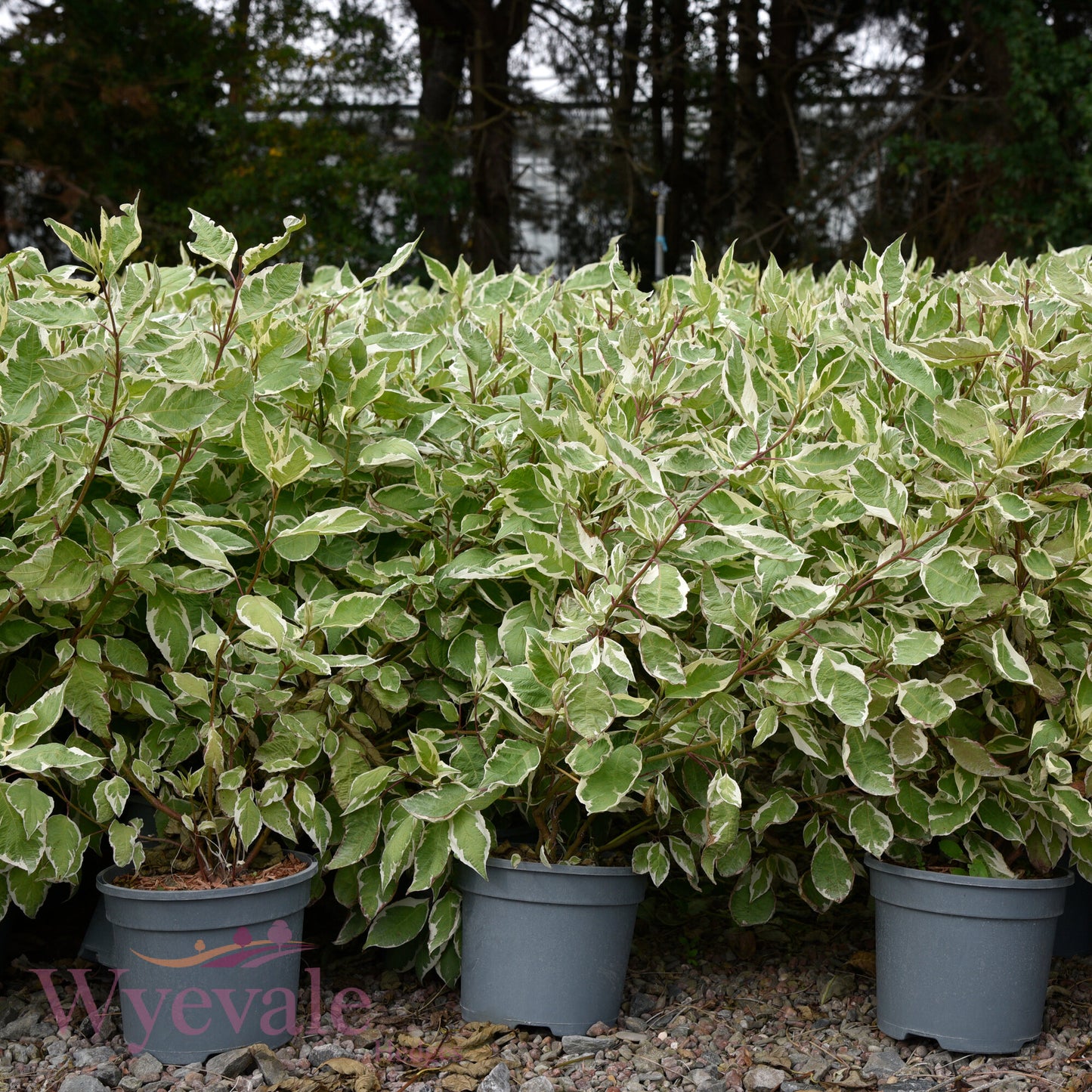 Cornus alba (Variegated Red-Barked Dogwood) 'Elegantissima'