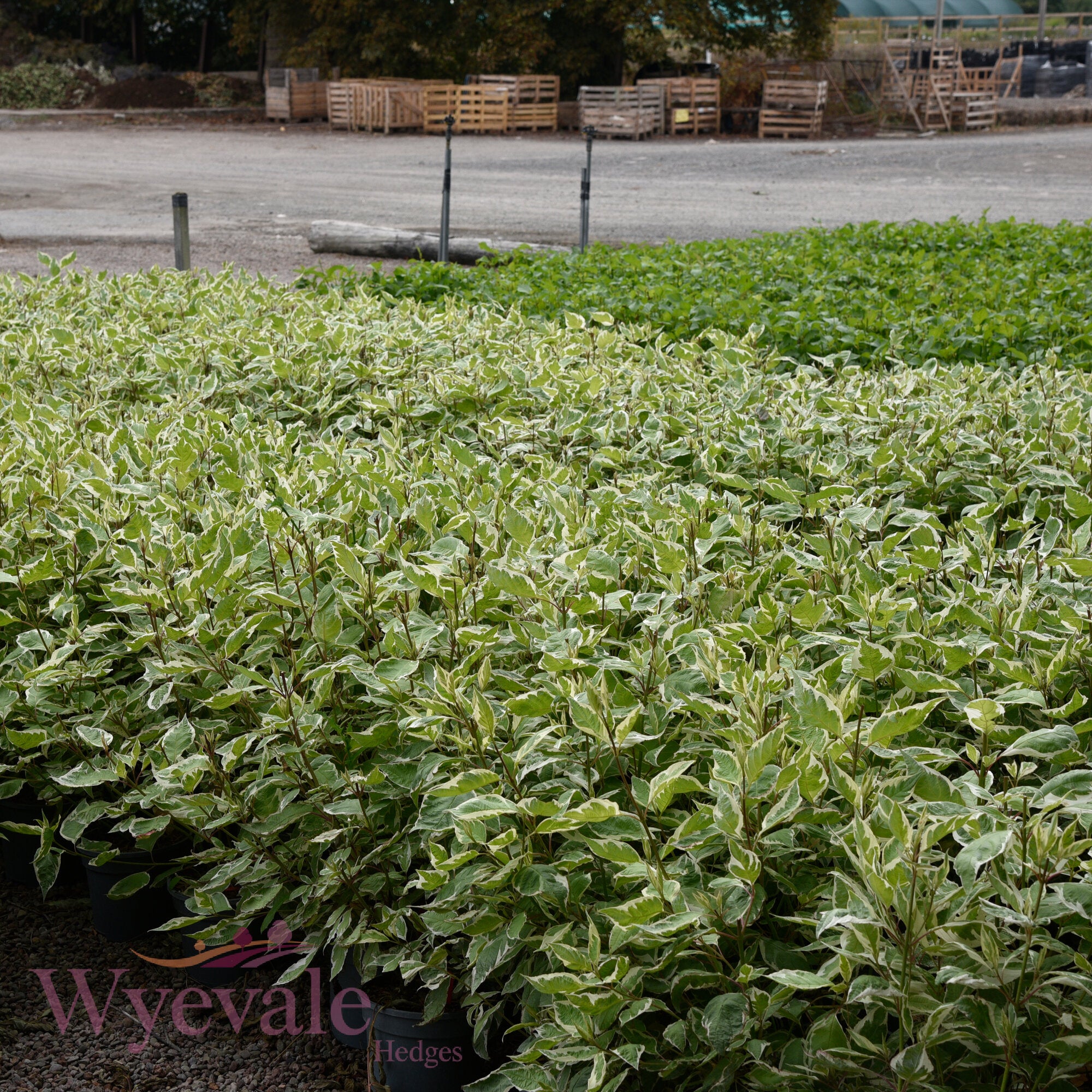 Cornus alba (Variegated Red-Barked Dogwood) 'Elegantissima'