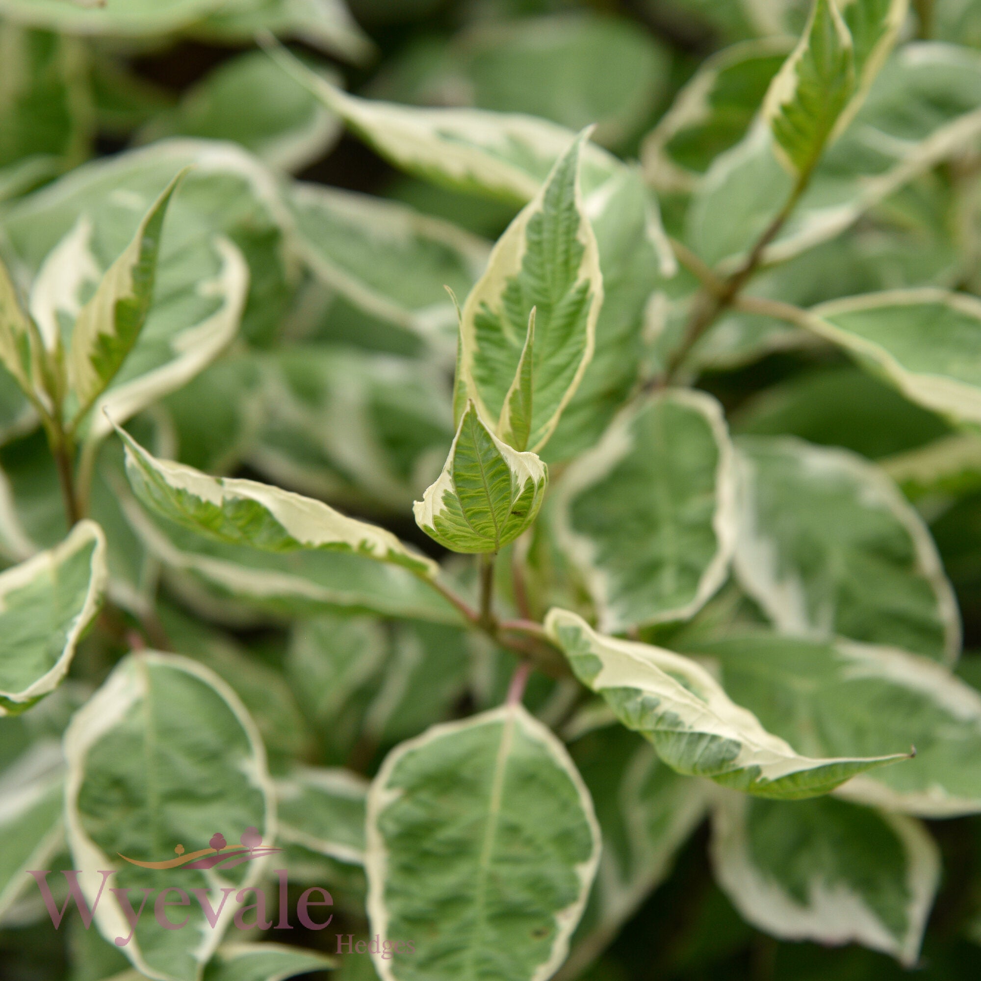 Cornus alba (Variegated Red-Barked Dogwood) 'Elegantissima'