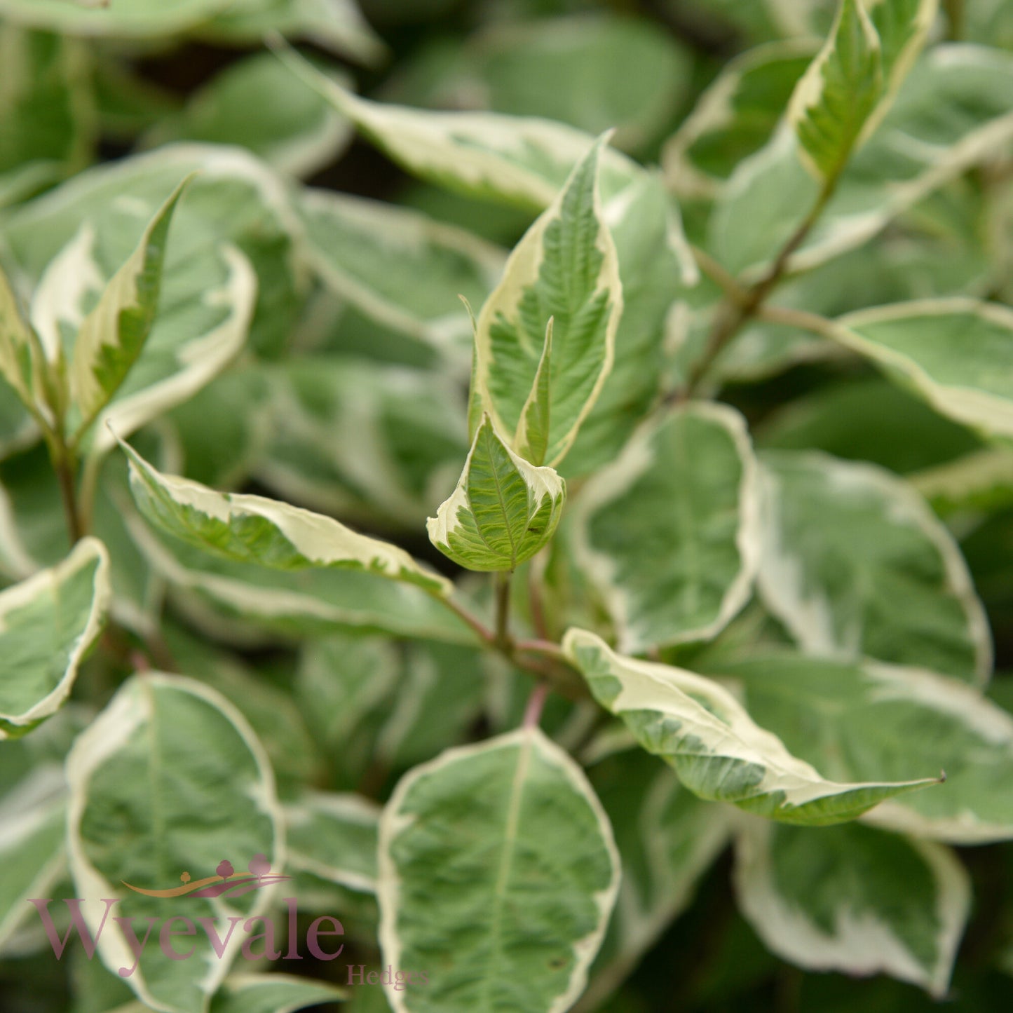 Cornus alba (Variegated Red-Barked Dogwood) 'Elegantissima'
