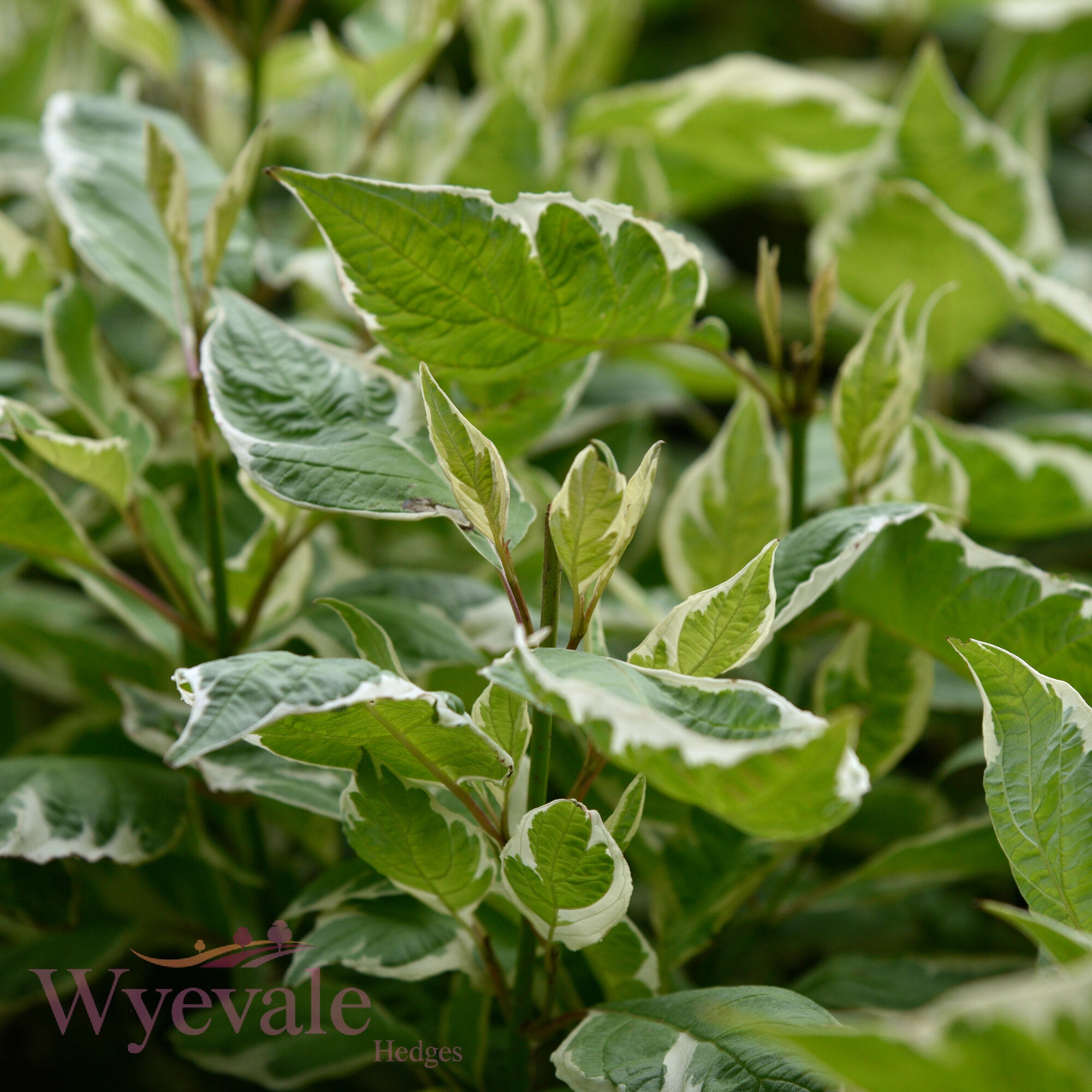 Cornus alba (Variegated Red-Barked Dogwood) 'Elegantissima'