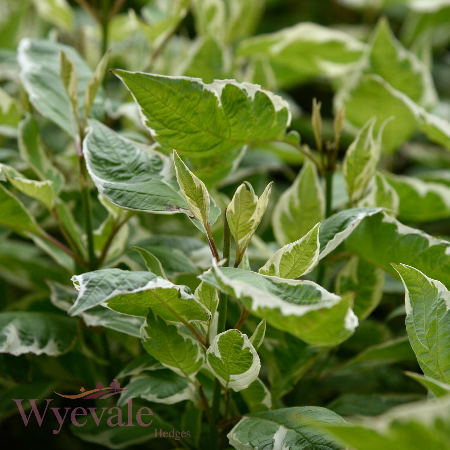 Cornus alba (Variegated Red-Barked Dogwood) 'Elegantissima'