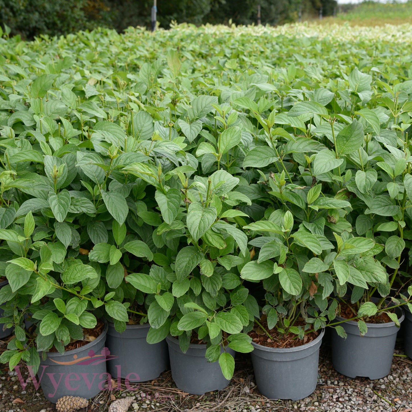 Cornus sericea (Red osier dogwood) 'Flaviramea'
