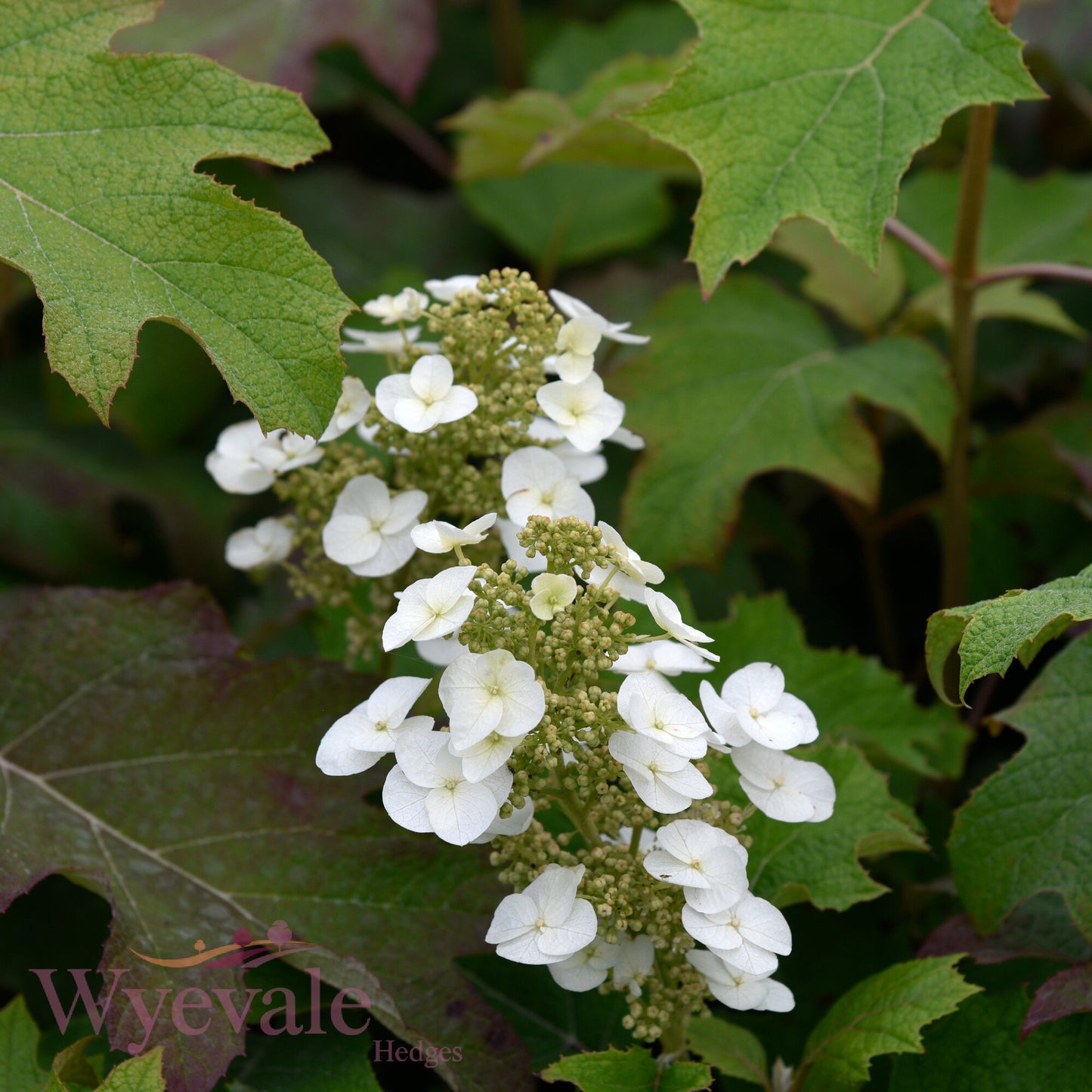 Hydrangea quercifolia (Oakleaf hydrangea) 'Snow Queen'